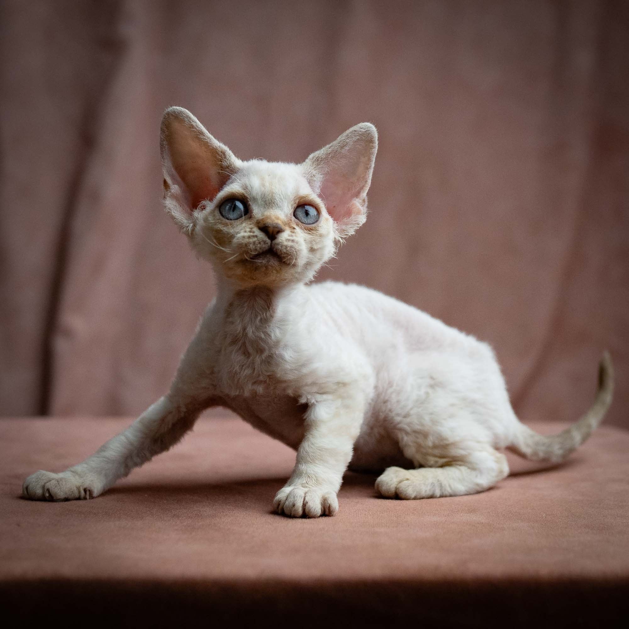 Selena, girl, born 05.08.26. Devon Rex Pixie Cattery
