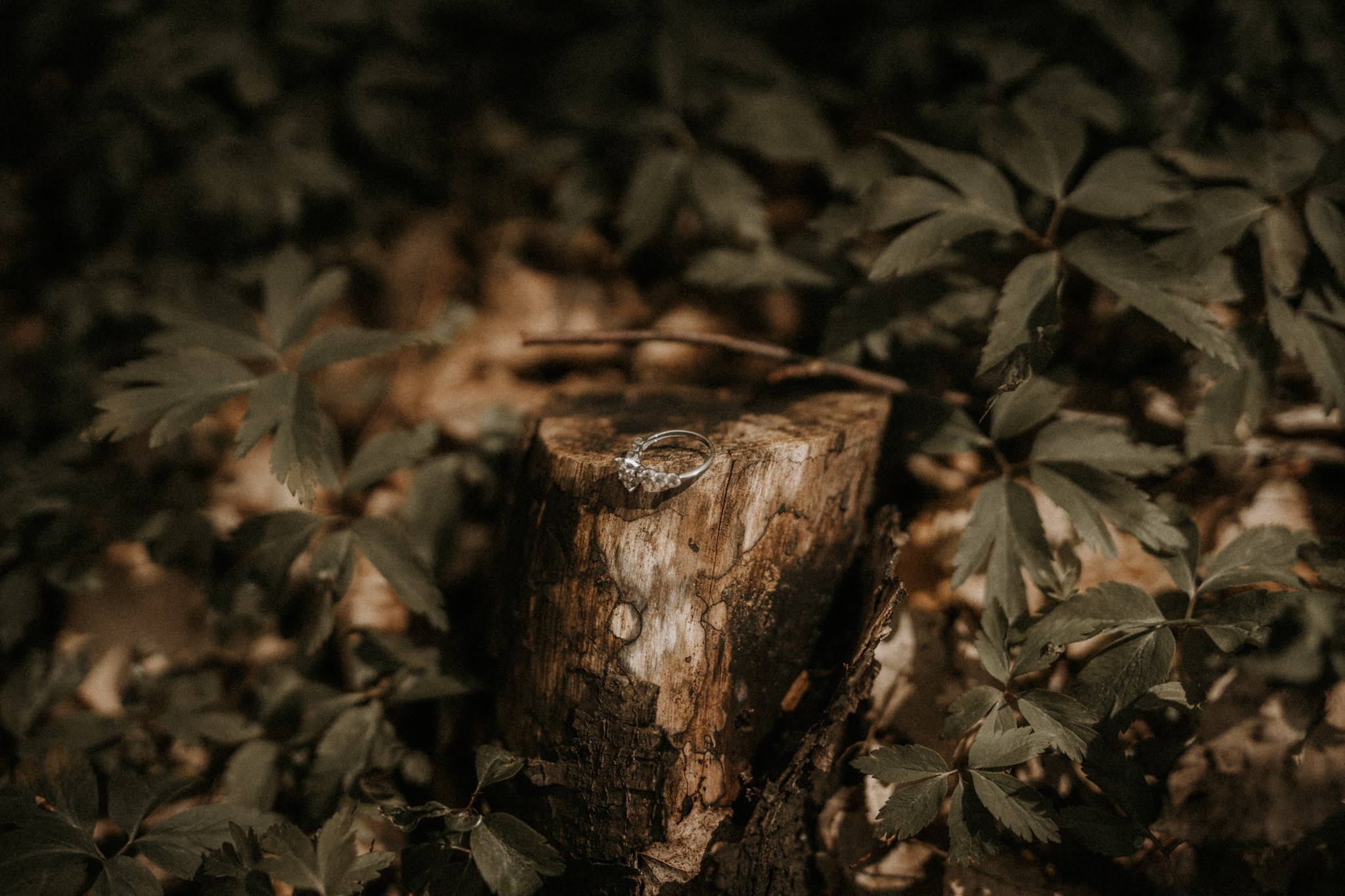 Save The Date — Monica & Danut | Polovragi