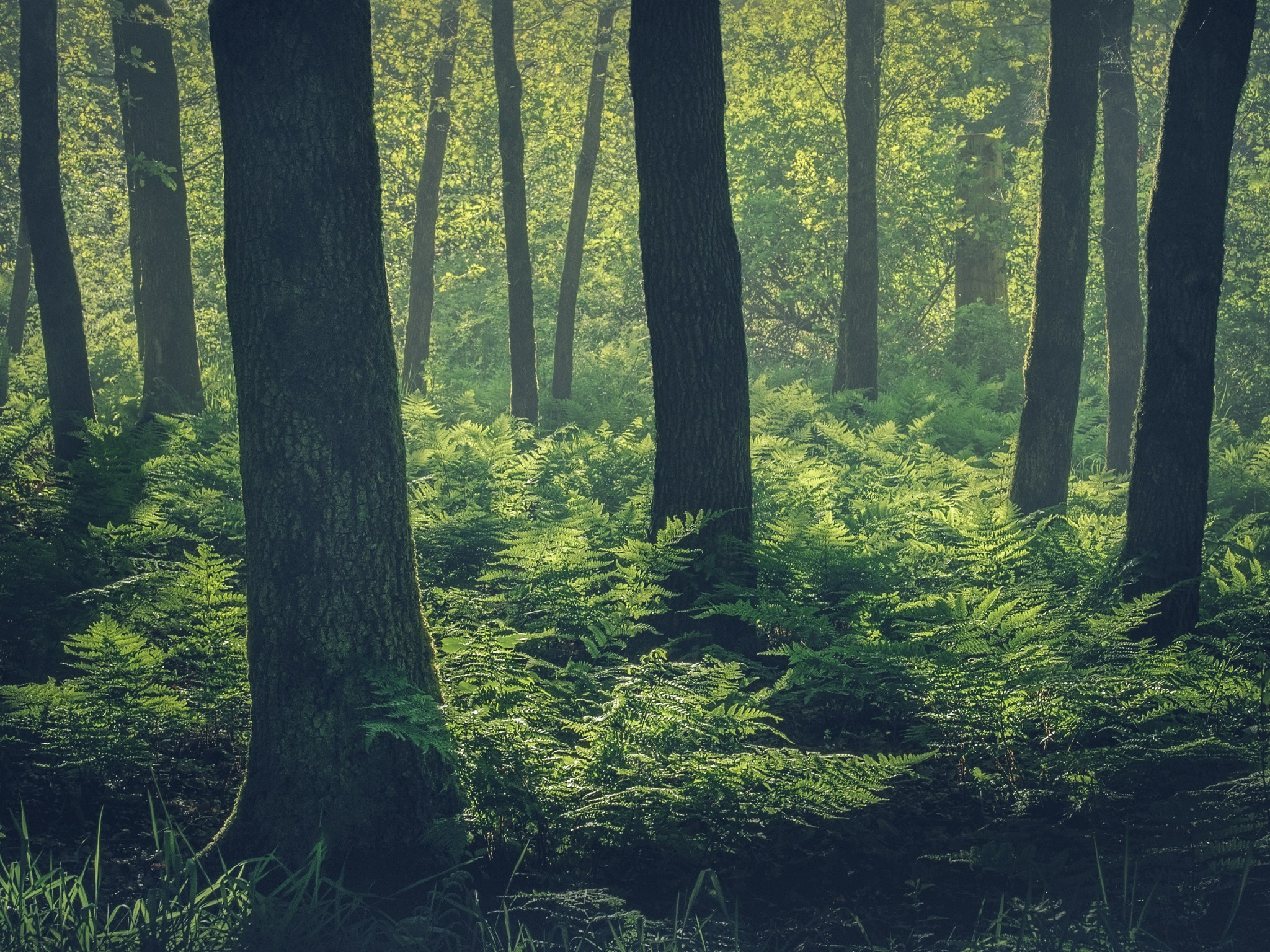 Woodlands. Nature Photographer and Videographer from Germany