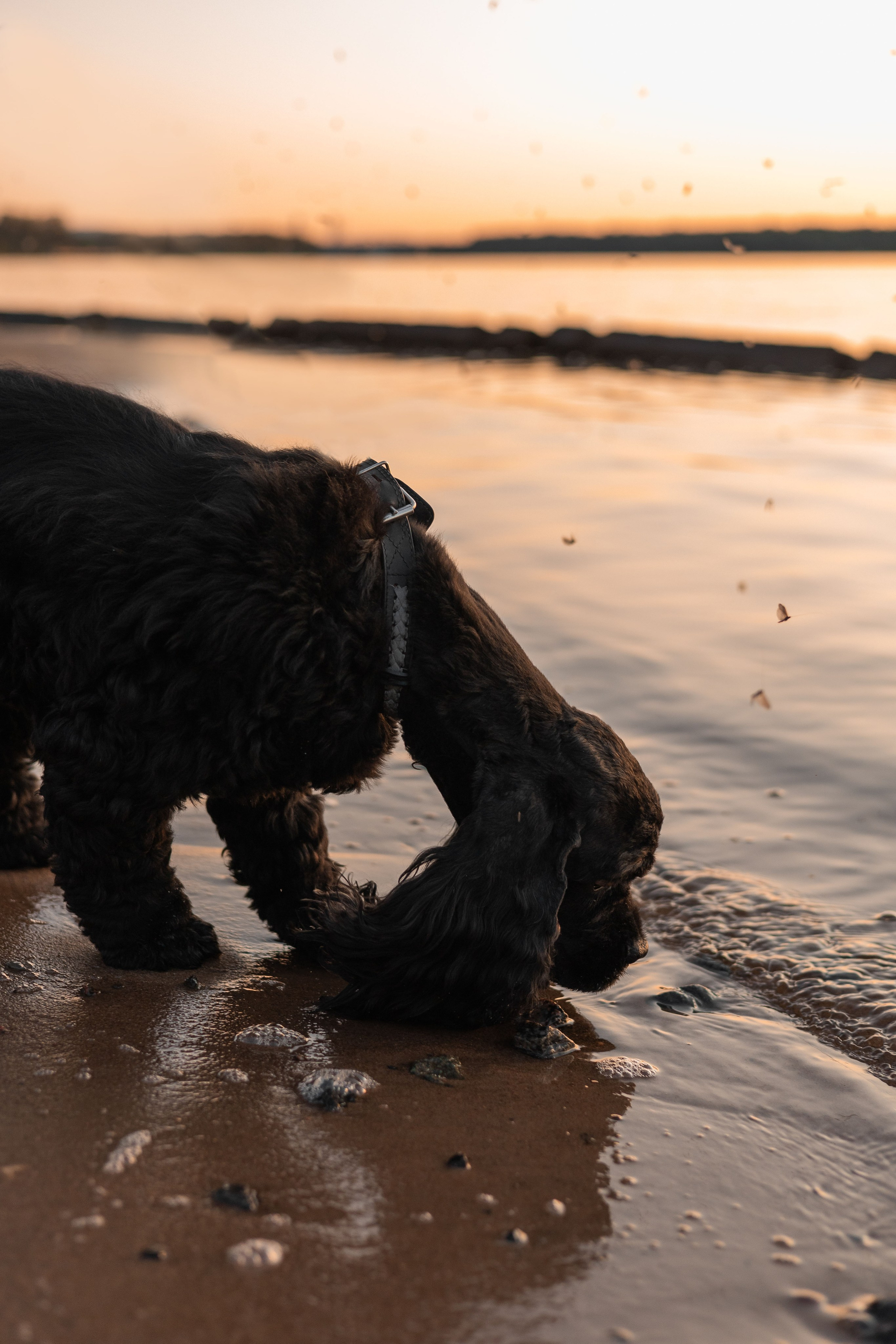 Александр, Катюша и Ендейк. Фотограф-анималист | Белград