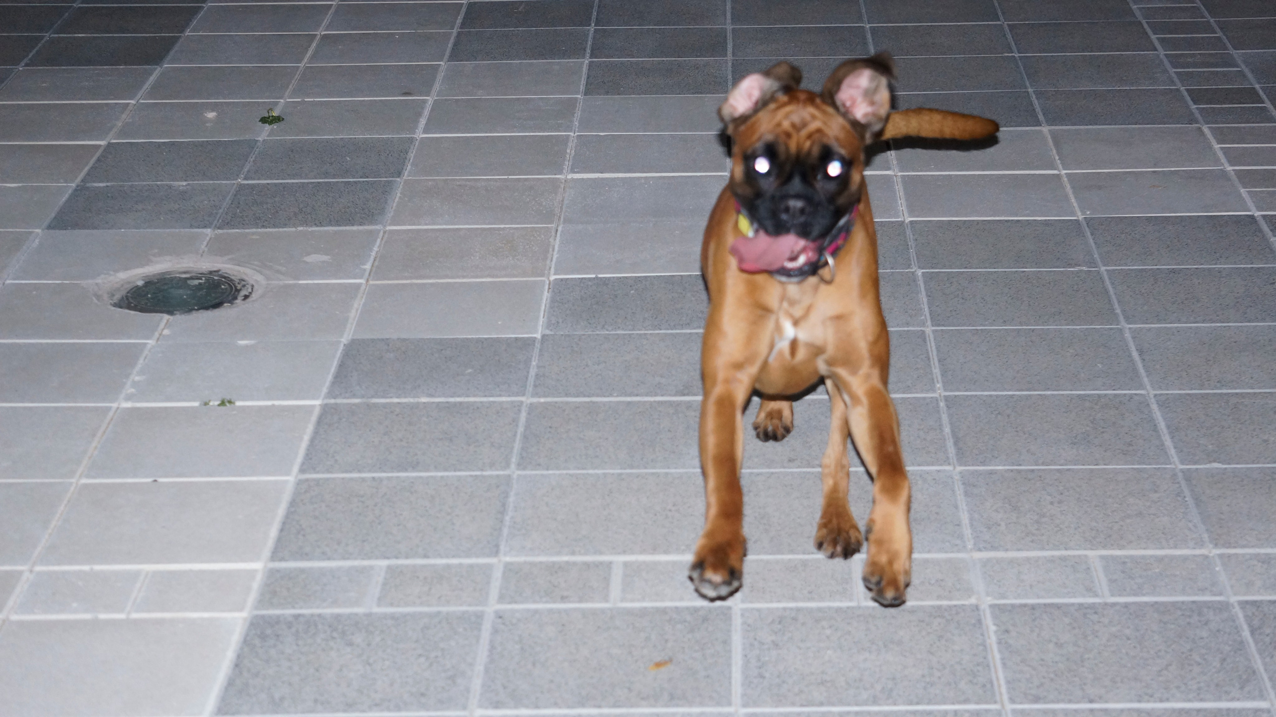 My ״Star״ Boxer Dog