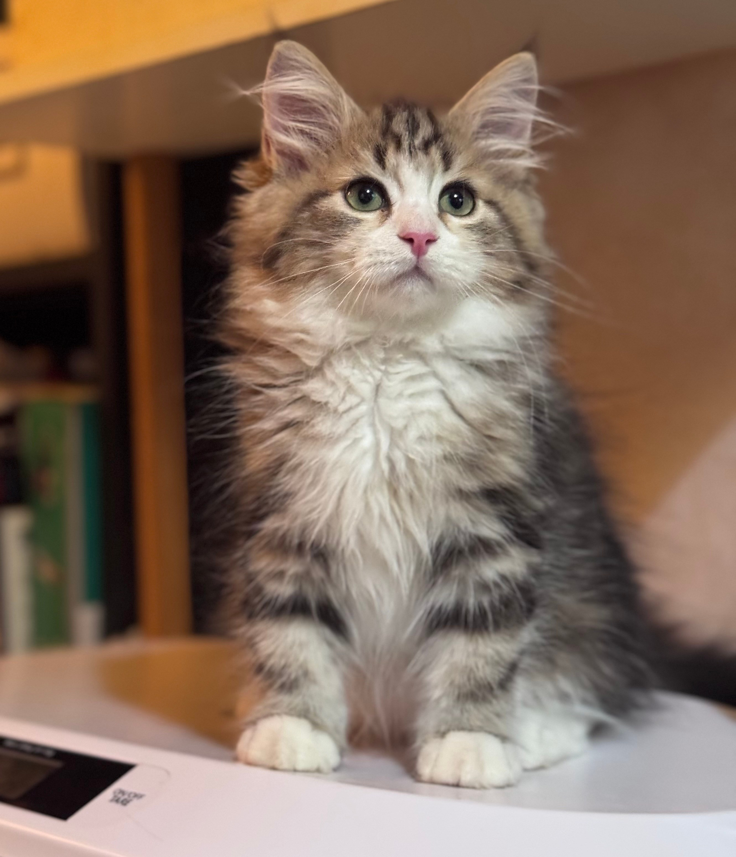 LEMON GREEN SIBERIANS LITTER OTMA