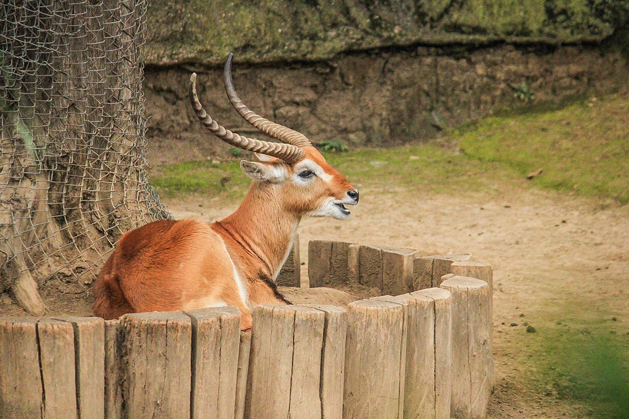 Animales y Naturaleza. Marisol Murillo Fotógrafa profesional en Chimalhuacán, Edo. de México