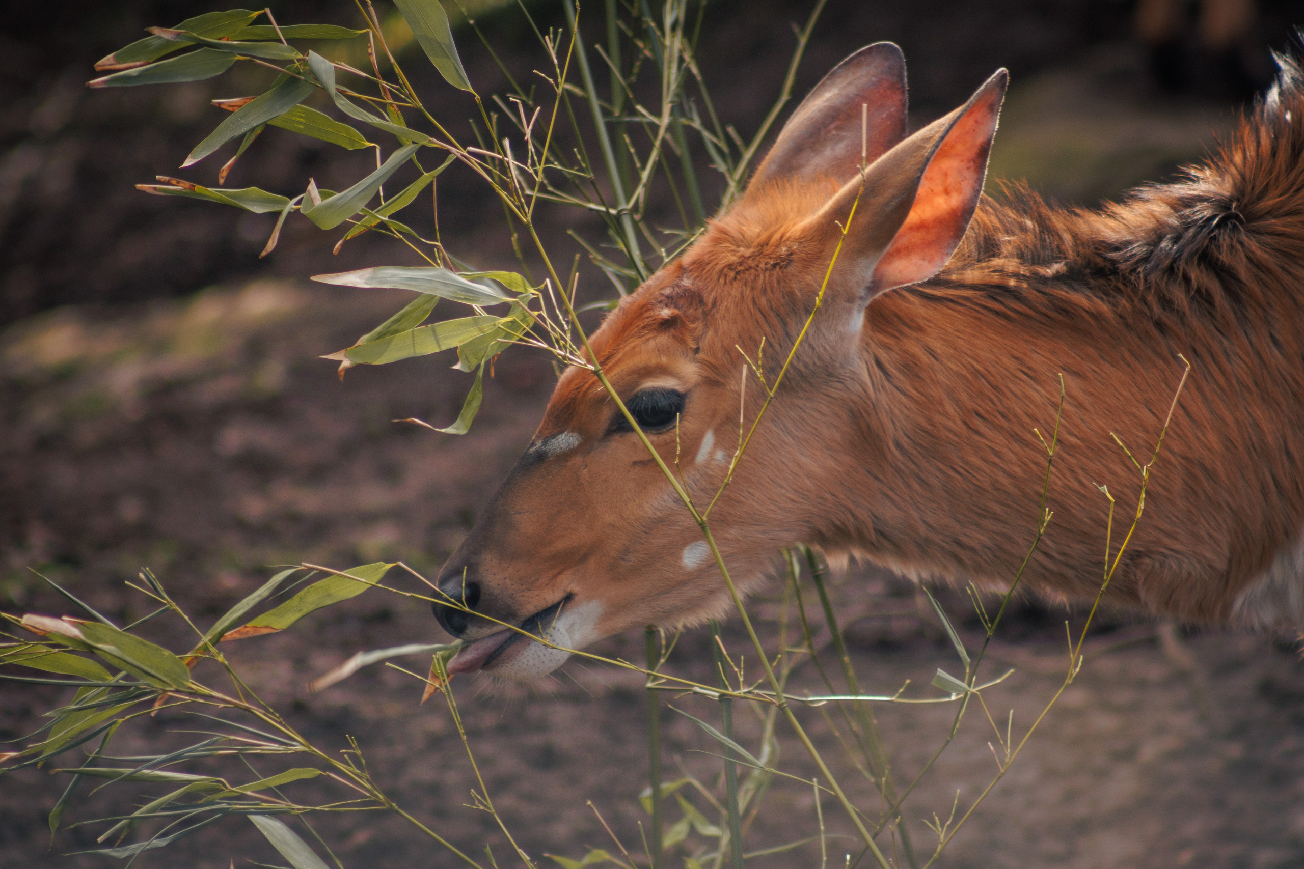 Nature. Portrait and Street photographer in Vilnius Edgar Shaipunas