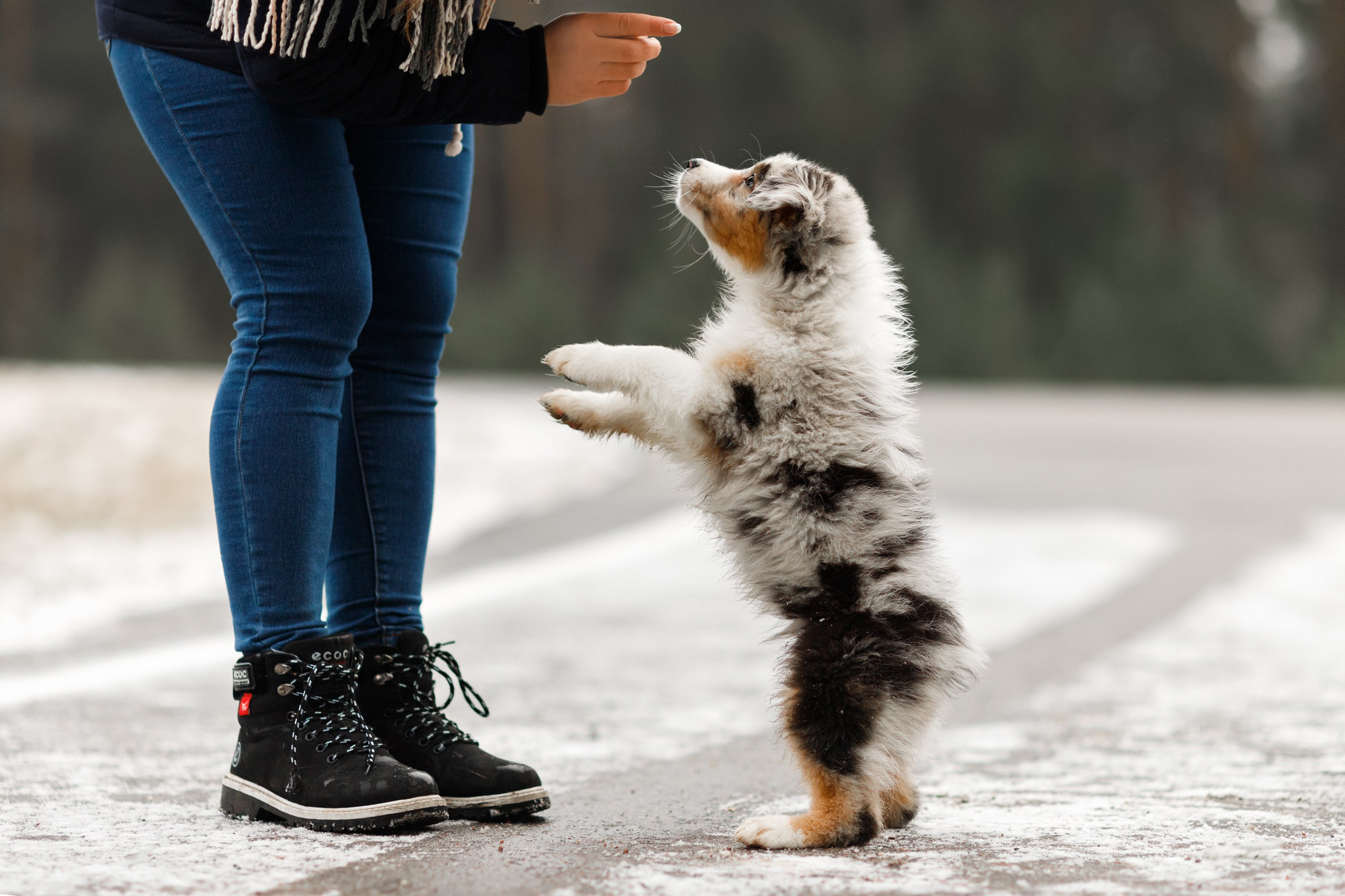 Pack of aussie puppies. Kaja | fotograf psów we Wrocławiu