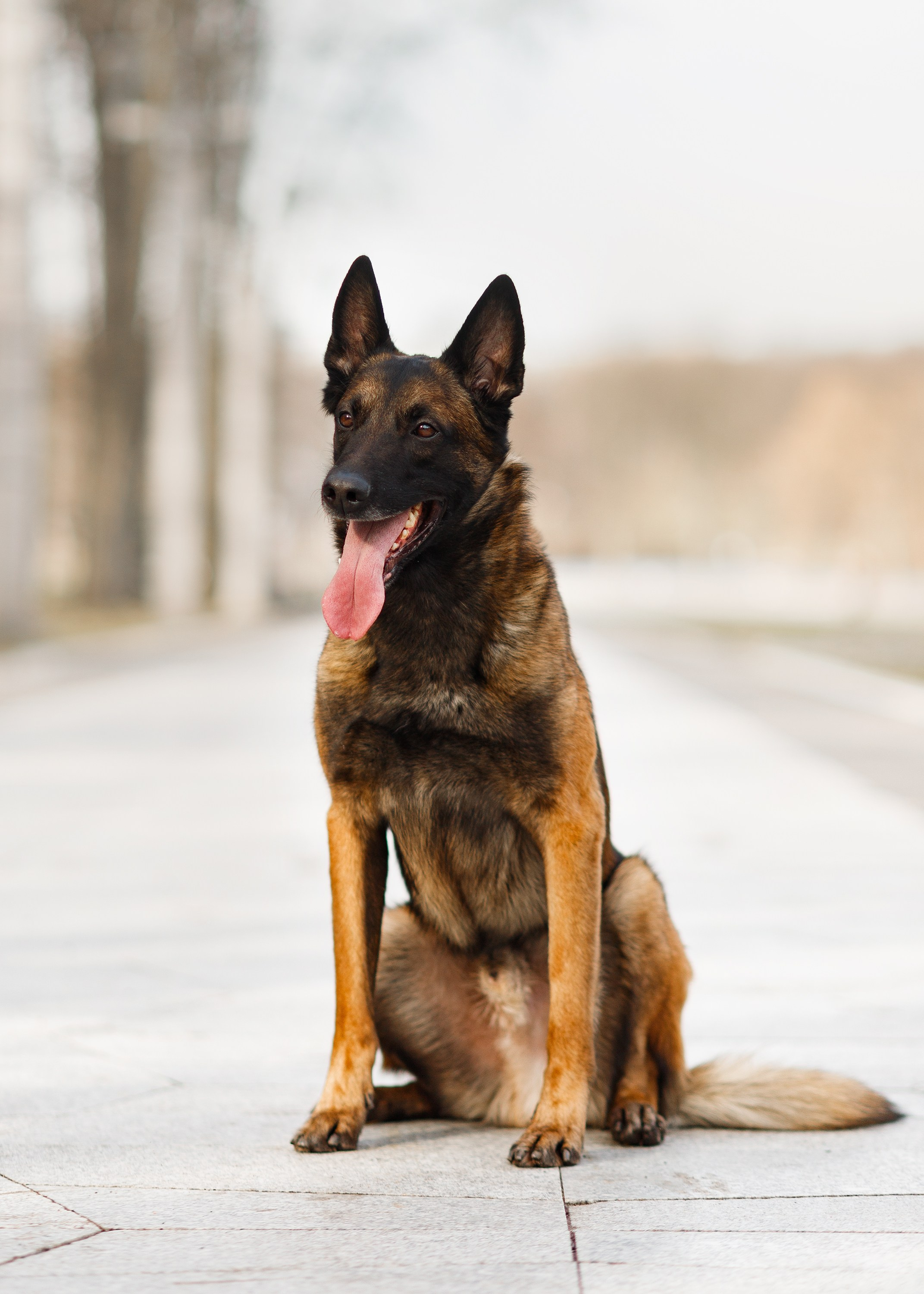 Autumn photo day for dog handler. Kaja | fotograf we Wrocławiu | ludzie i psy