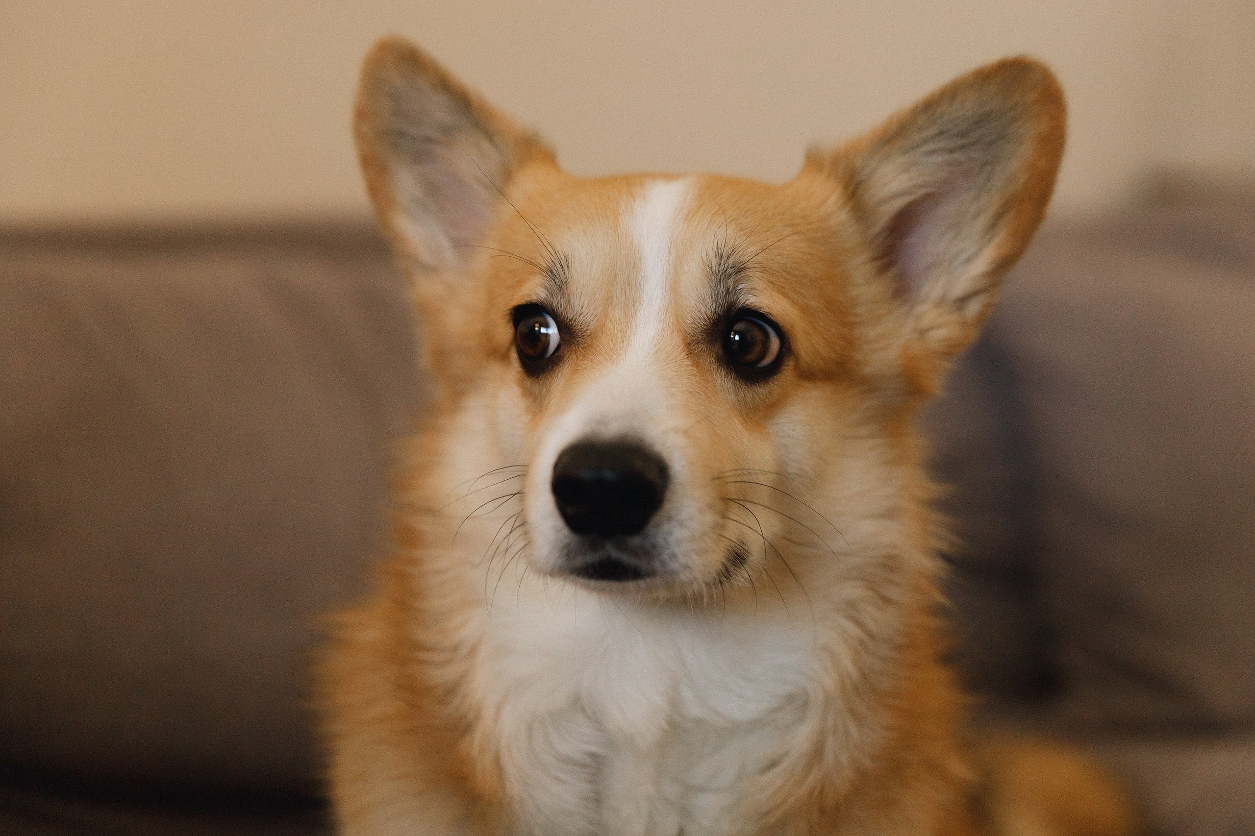 Dasha & Daisy. Kaja | fotograf psów we Wrocławiu
