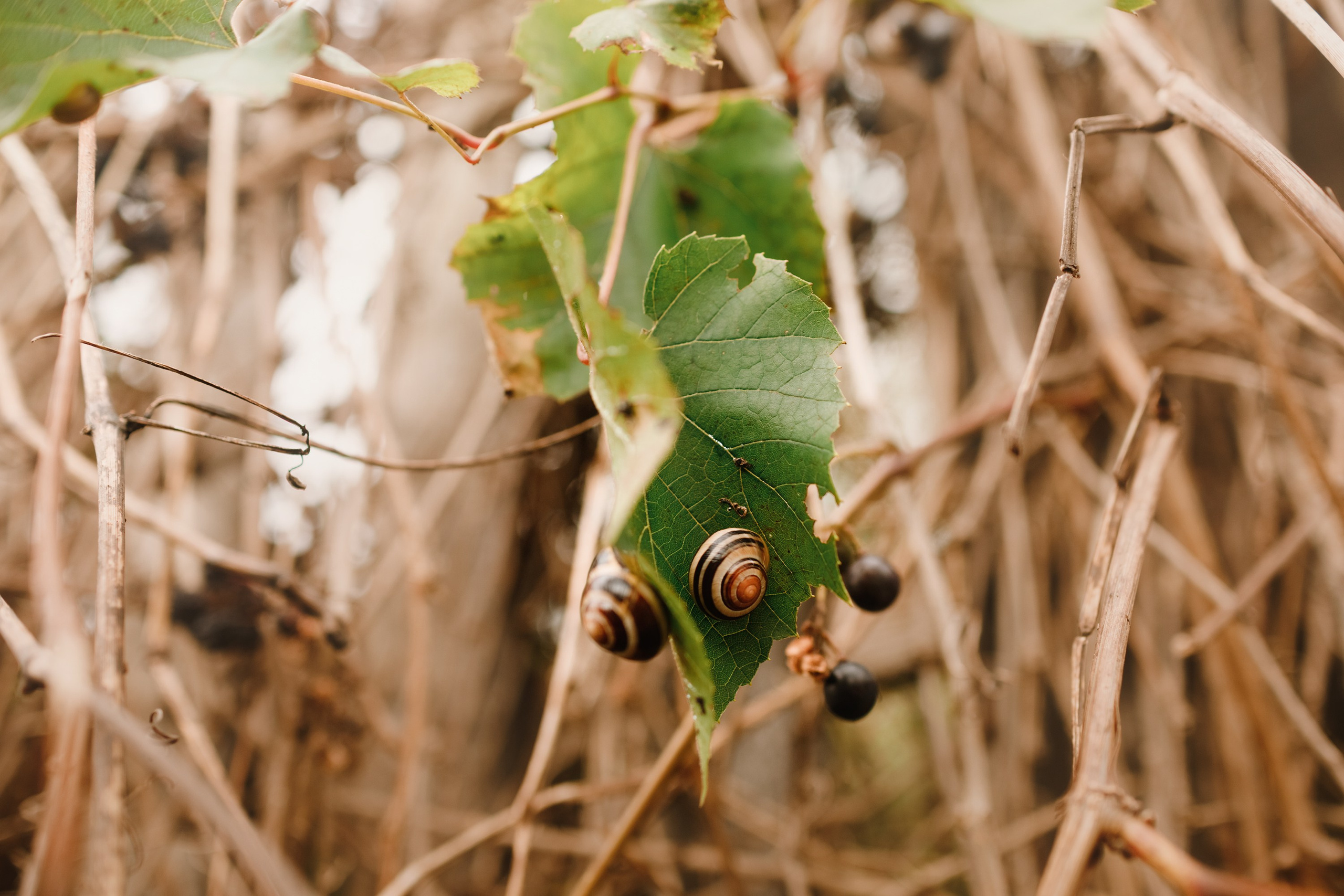 Grodno. Kaja | fotograf we Wrocławiu | ludzie i psy