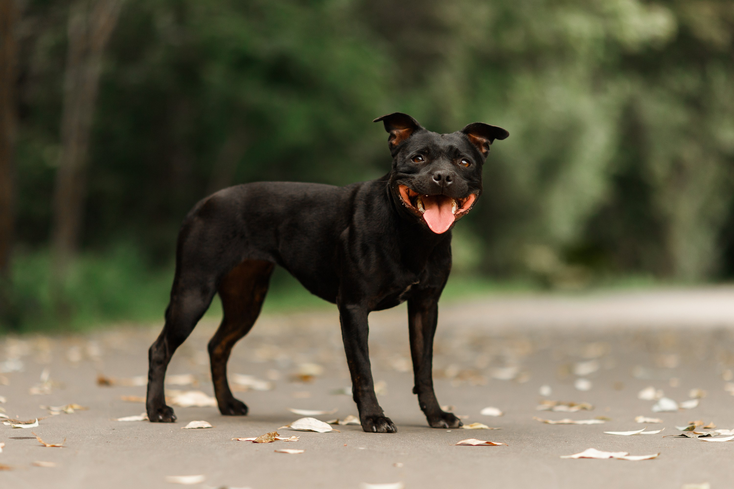 Staffy Yosia. Kaja | fotograf we Wrocławiu | ludzie i psy