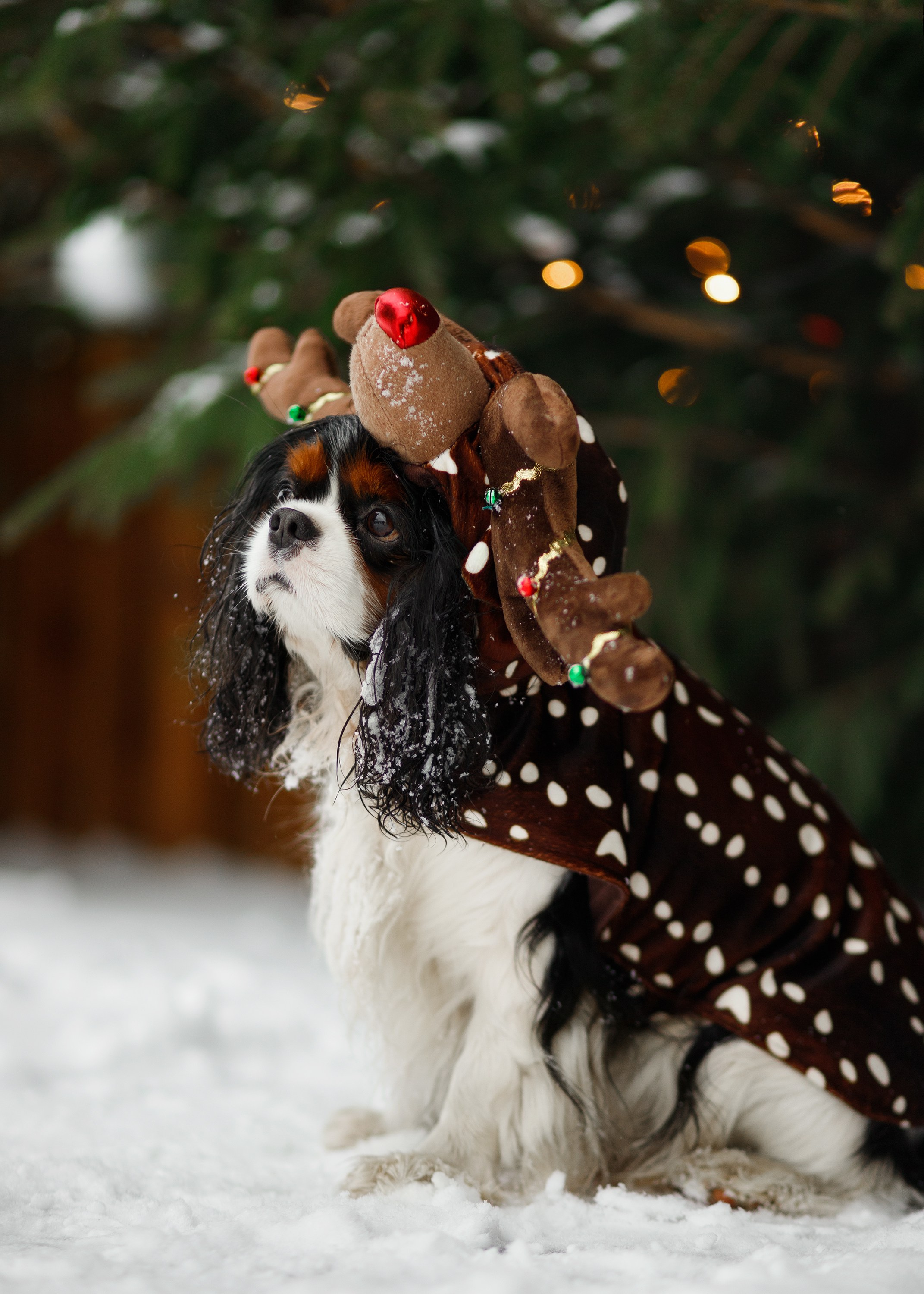 Uliana & winter spaniels. Kaja | fotograf psów we Wrocławiu