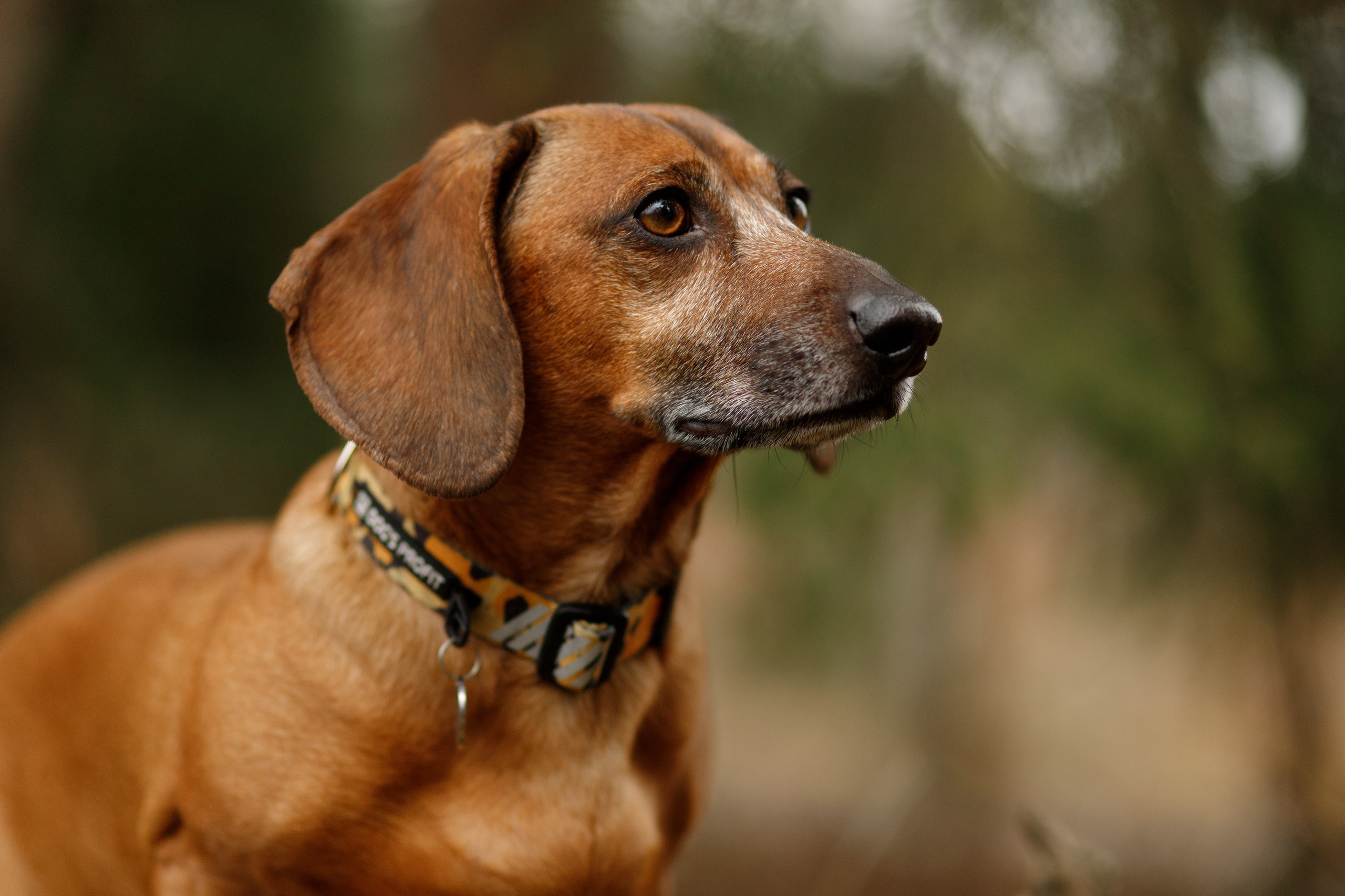 Ania, Franek & Vincent. Kaja | fotograf psów we Wrocławiu