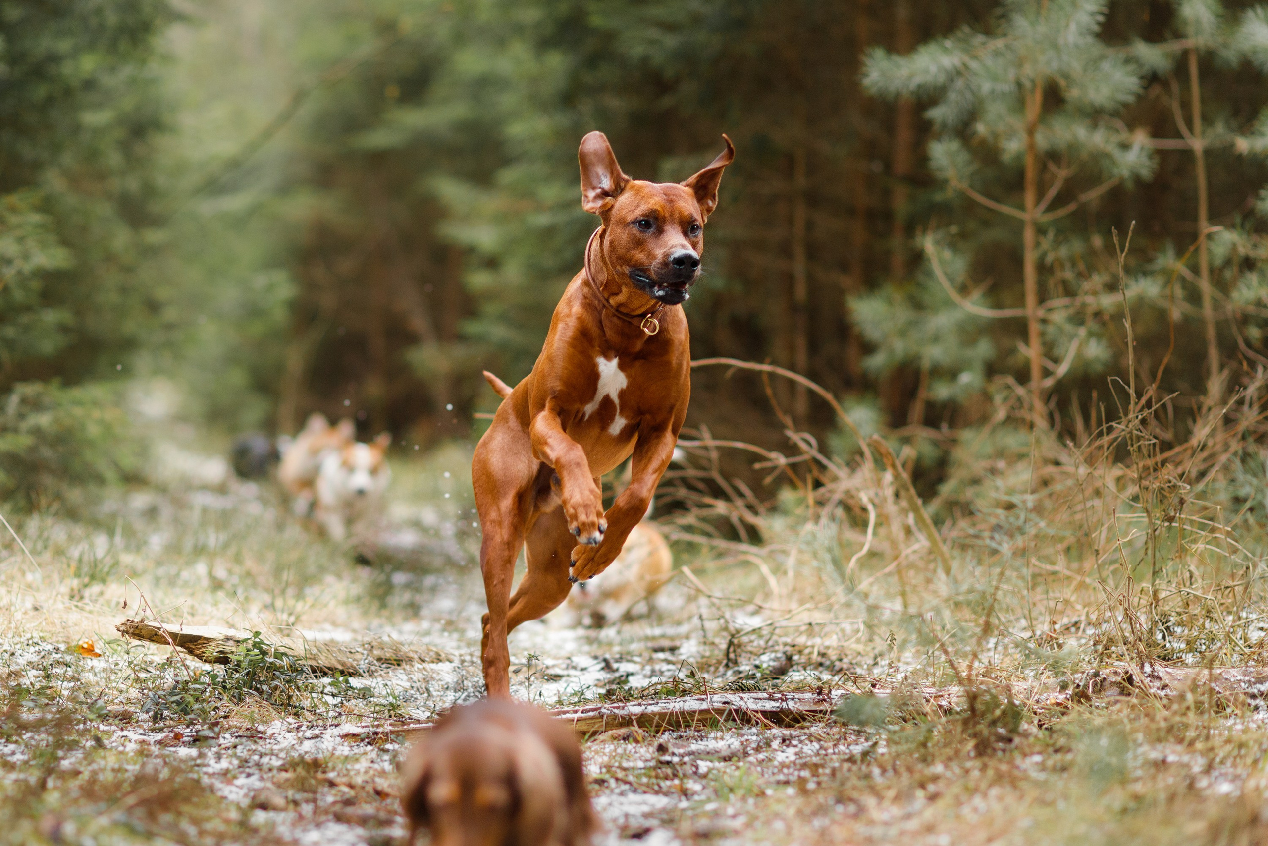Corgi kennel & some other dogs in the forest. Kaja | fotograf psów we Wrocławiu