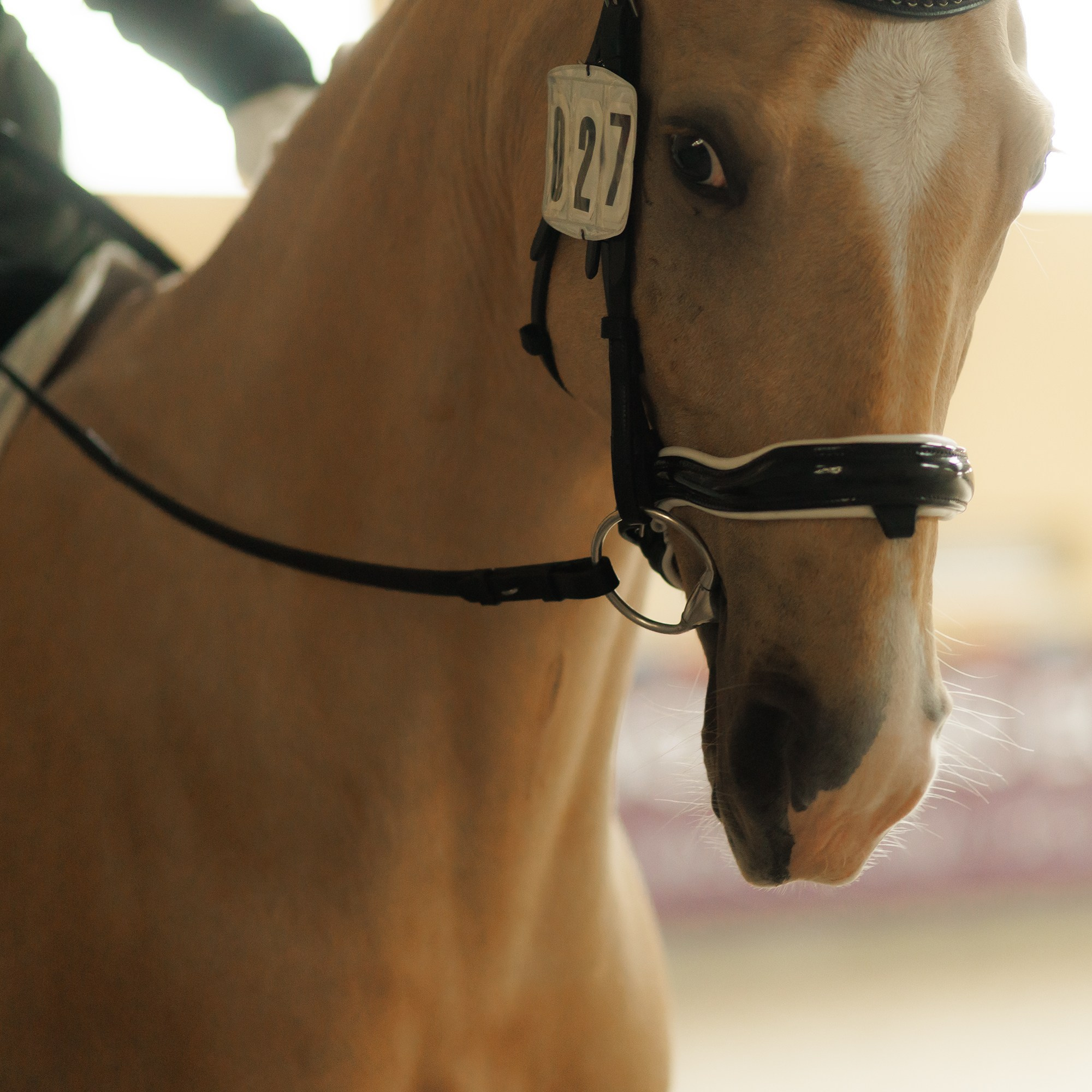 Partynice dressage \ feb'25. Kaja | fotograf we Wrocławiu | ludzie i psy