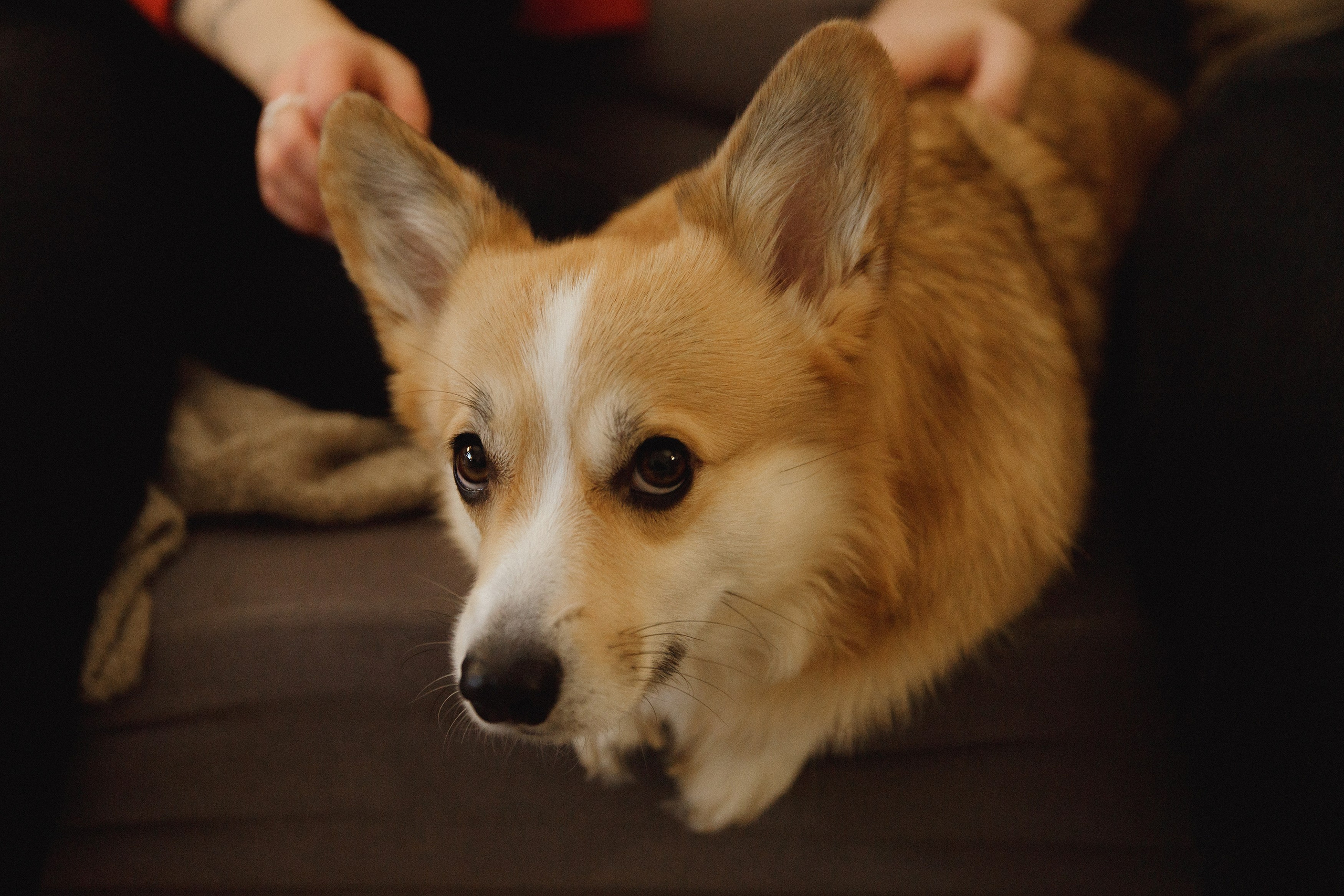 Dasha & Daisy. Kaja | fotograf psów we Wrocławiu