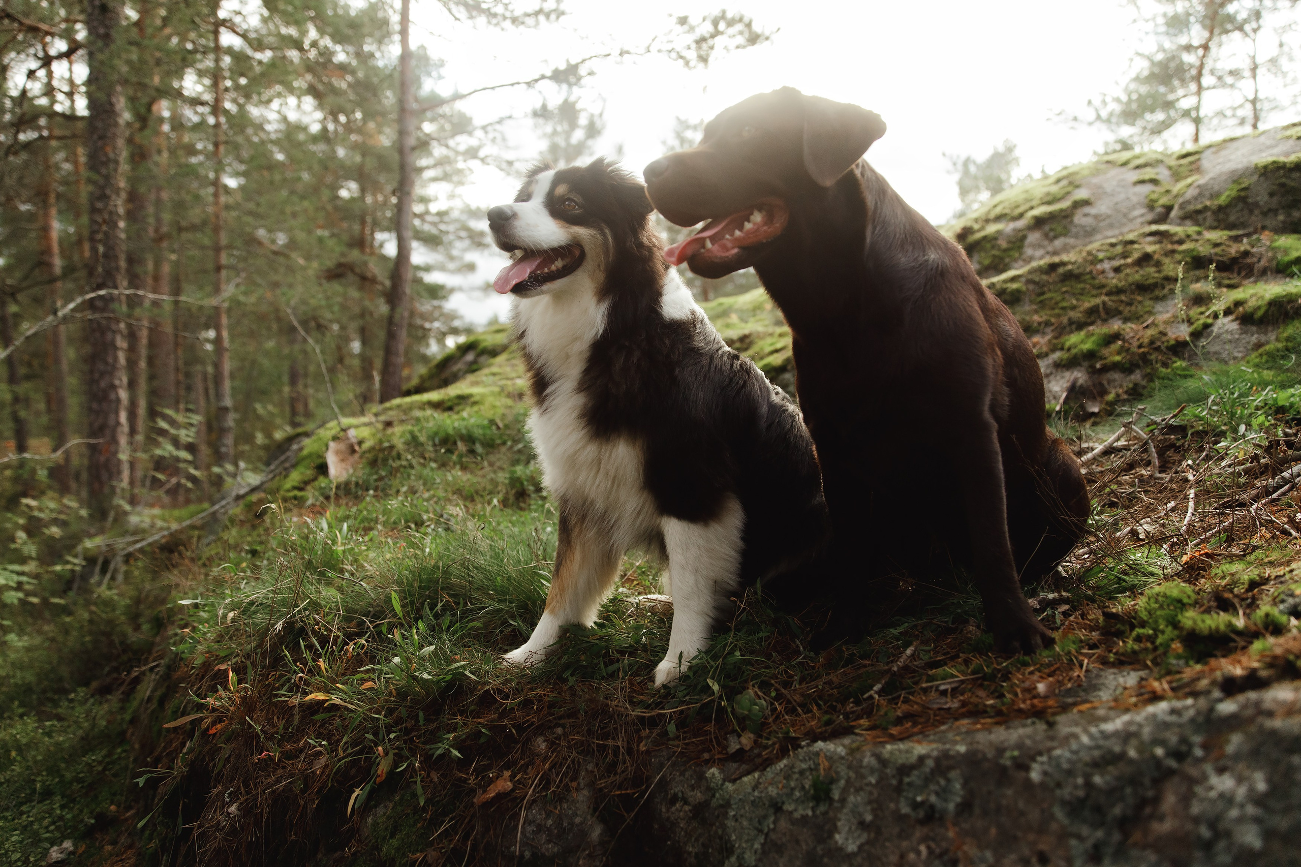 Finnish mossy hills. Kaja | fotograf psów we Wrocławiu