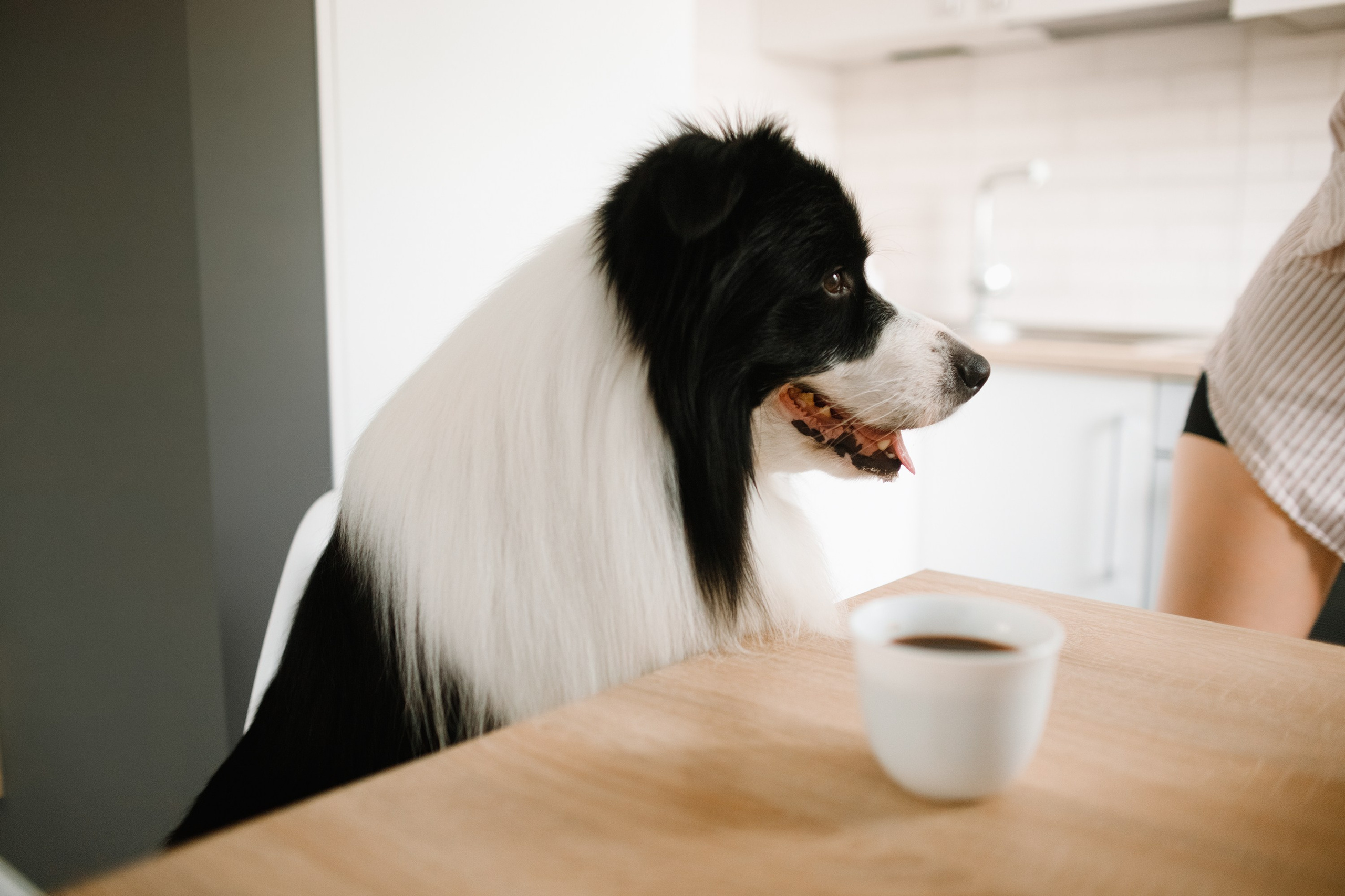 Evgenia & Richard. Kaja | fotograf we Wrocławiu | ludzie i psy