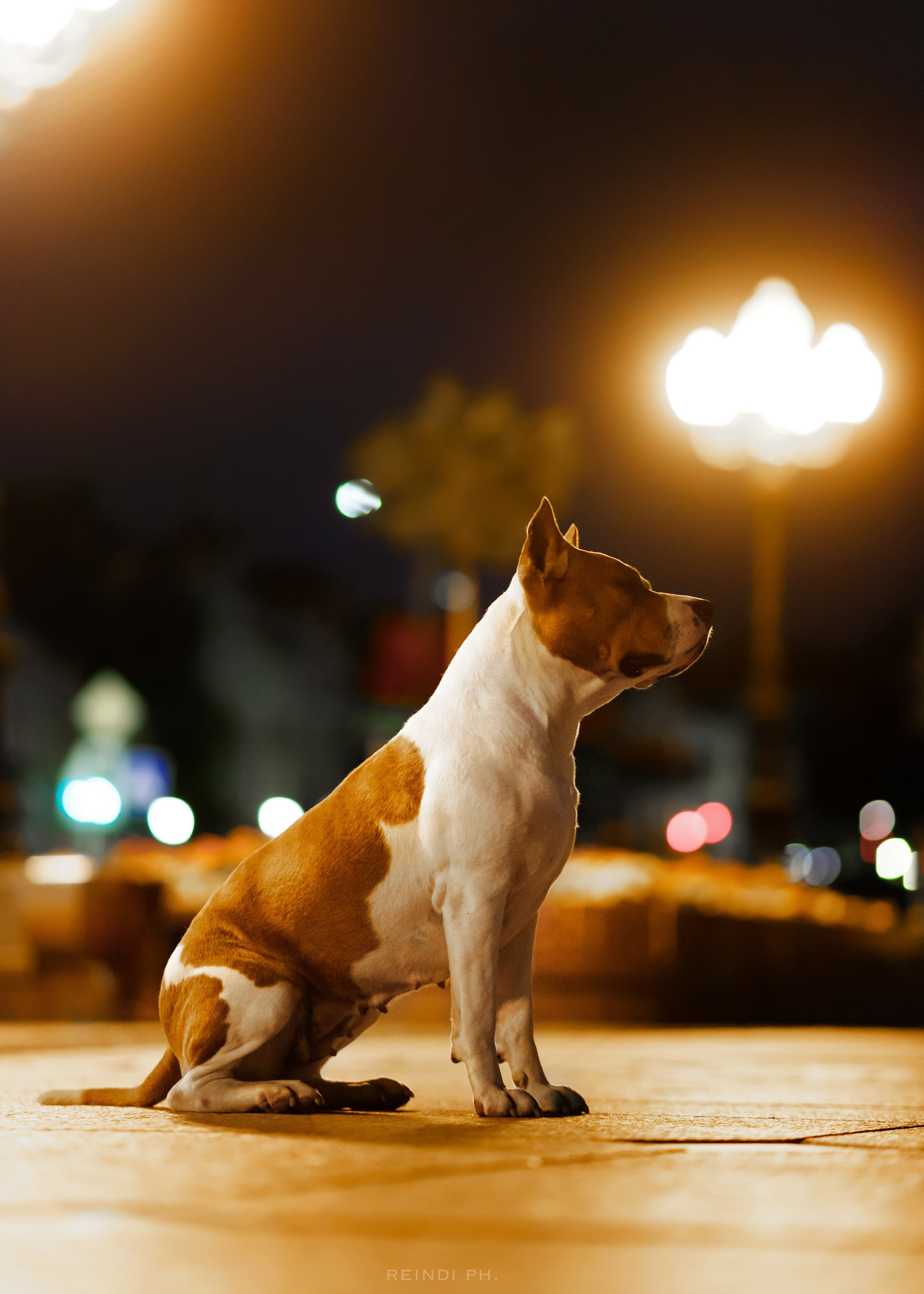 Yura & Maggie. Kaja | fotograf we Wrocławiu | ludzie i psy