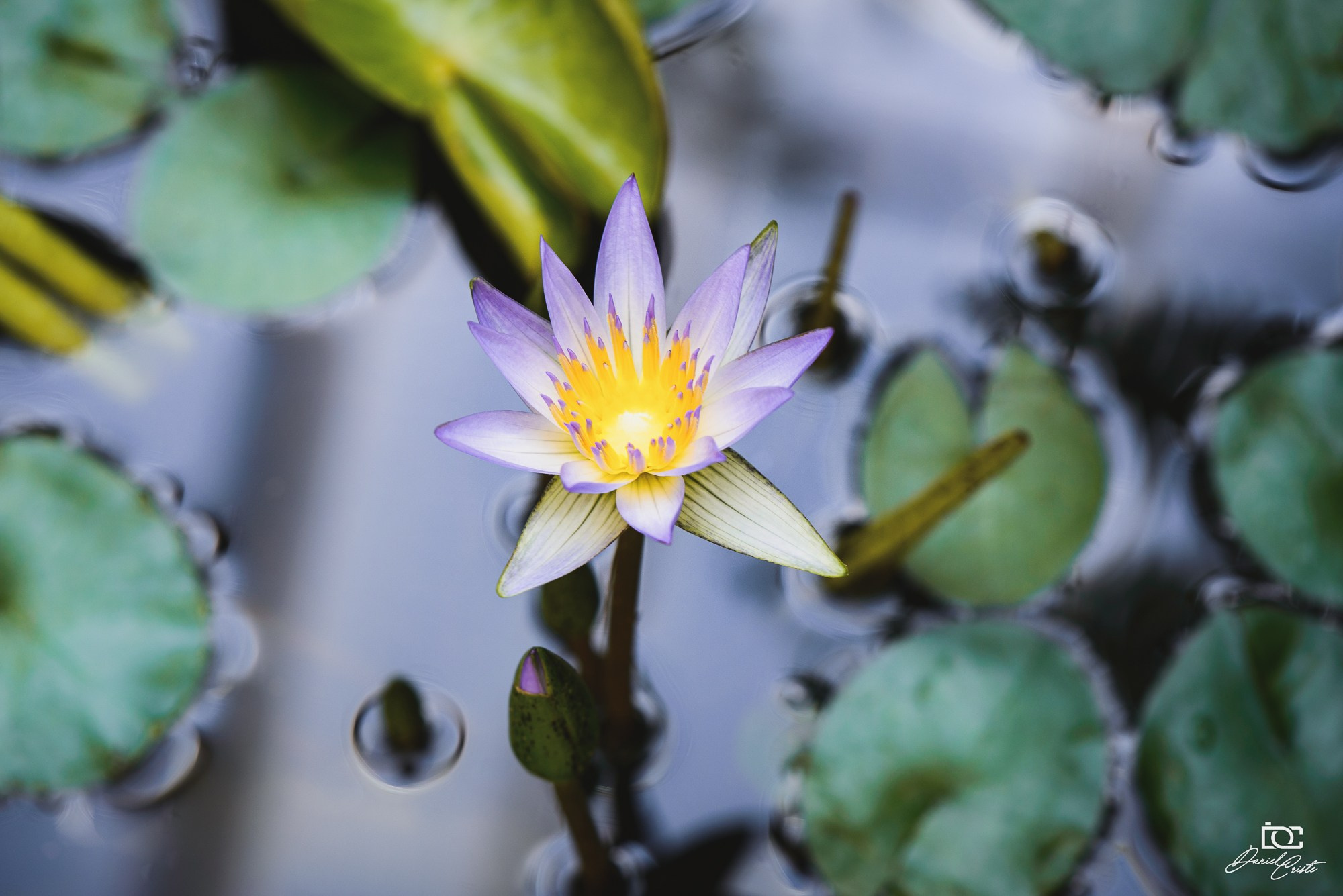 Peisaj /natura. Daniel Criste Fotograf