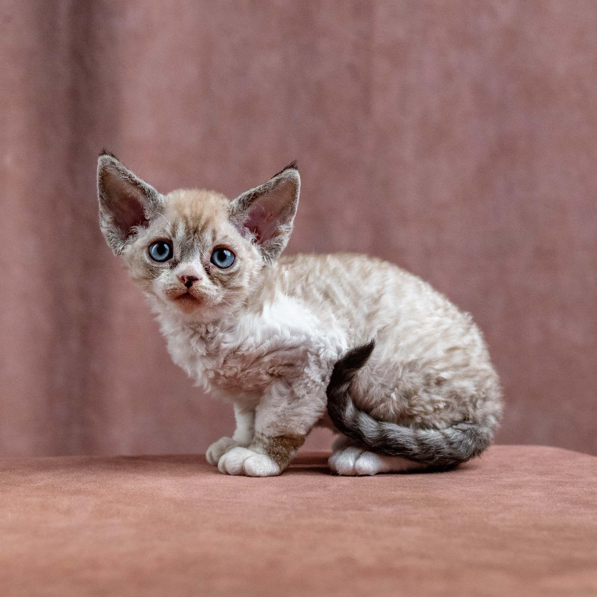 Kai, boy, born 07.02.2025. Devon Rex Pixie Cattery