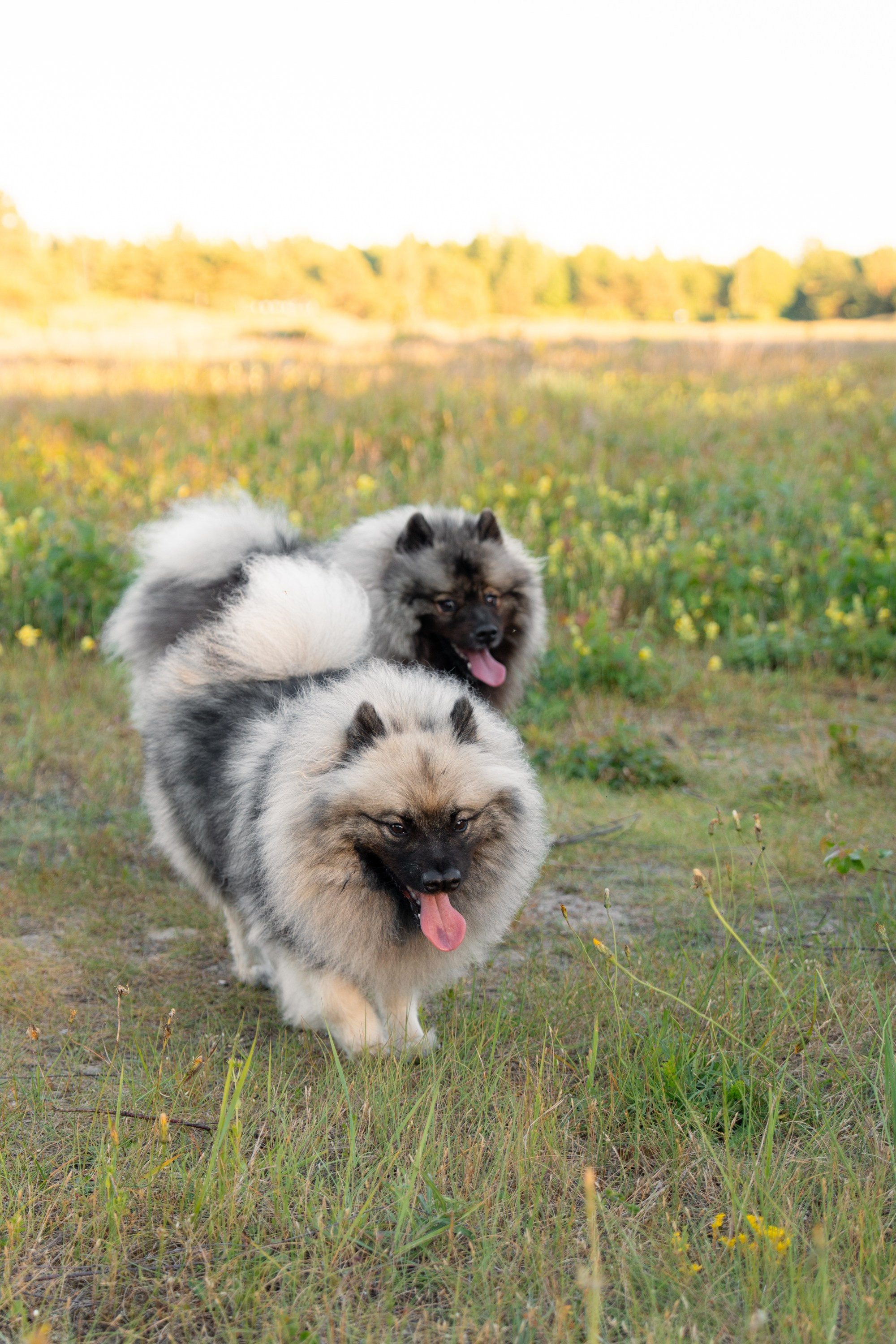 Rūta, Mindaugas, Yuma ir Meila. Vita Klimaševska ○ Fluffy Soulmate Photography