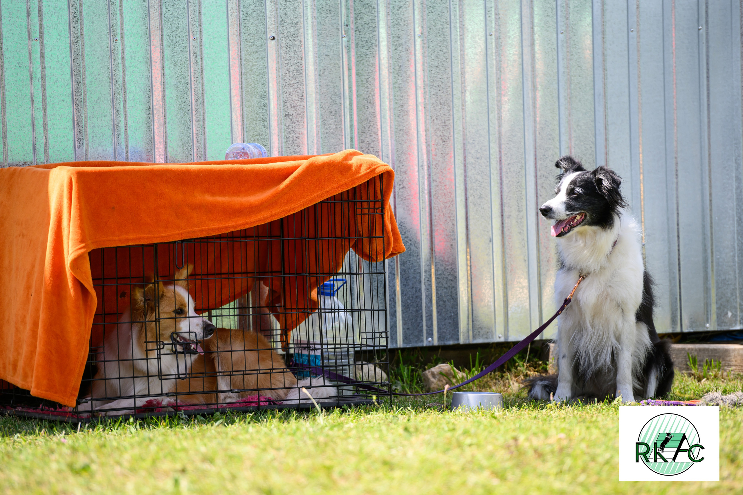 Suņu sacensības veiklībā. Ritvars Pujats Emotion Photographer