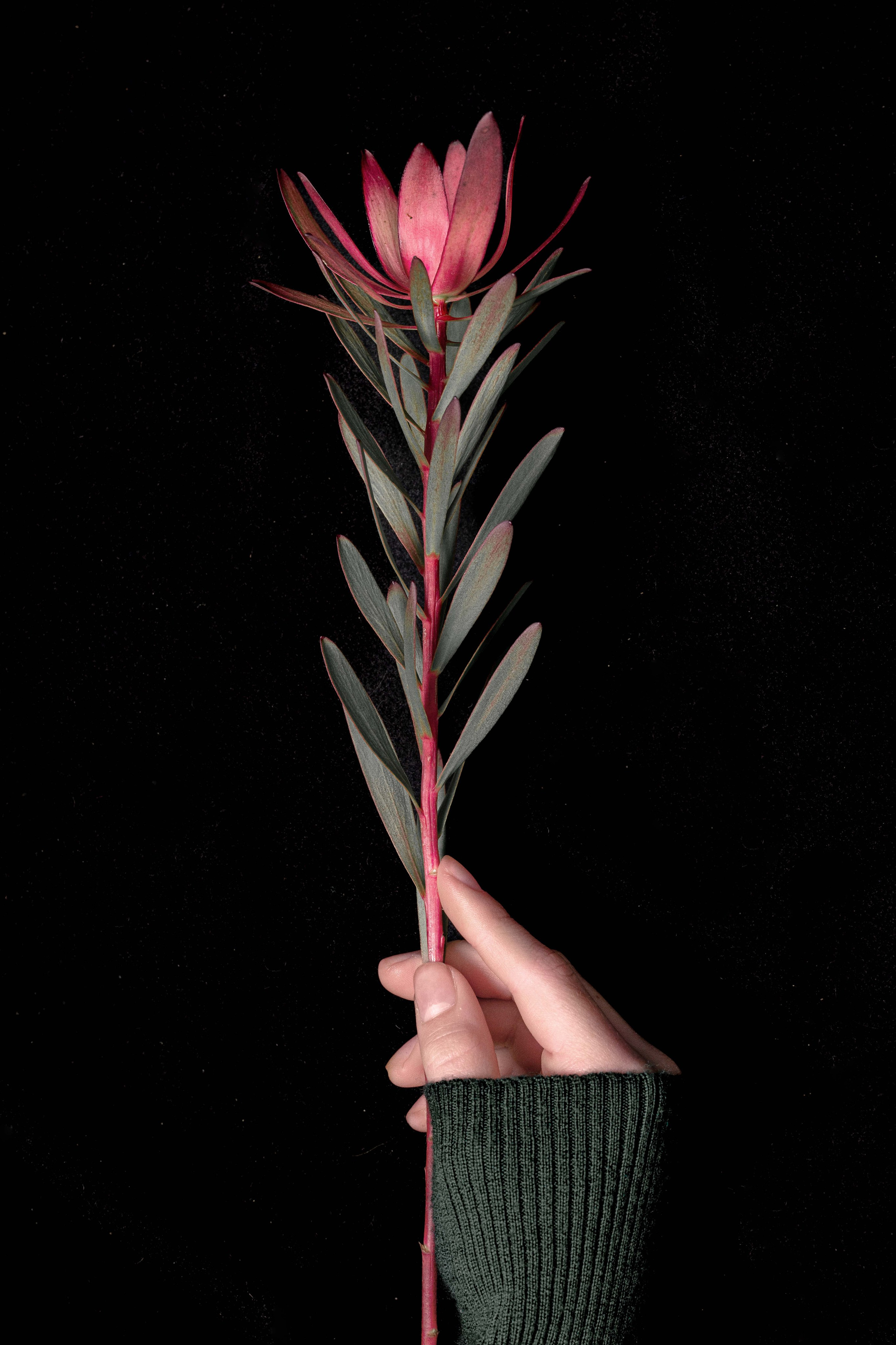 Fine Art photos. Wedding-Family photographer, South of France–Paris, Valentina Acrement