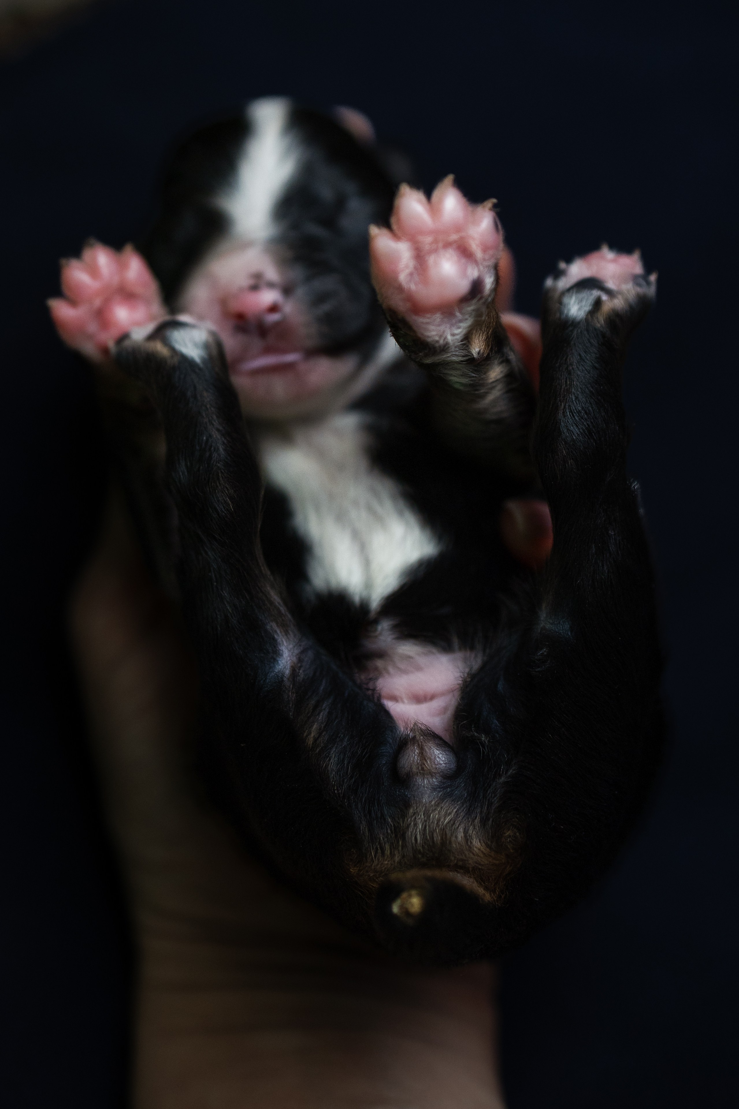 Tiny Aussies. Pet Photographer Viktoriya Aleshenko