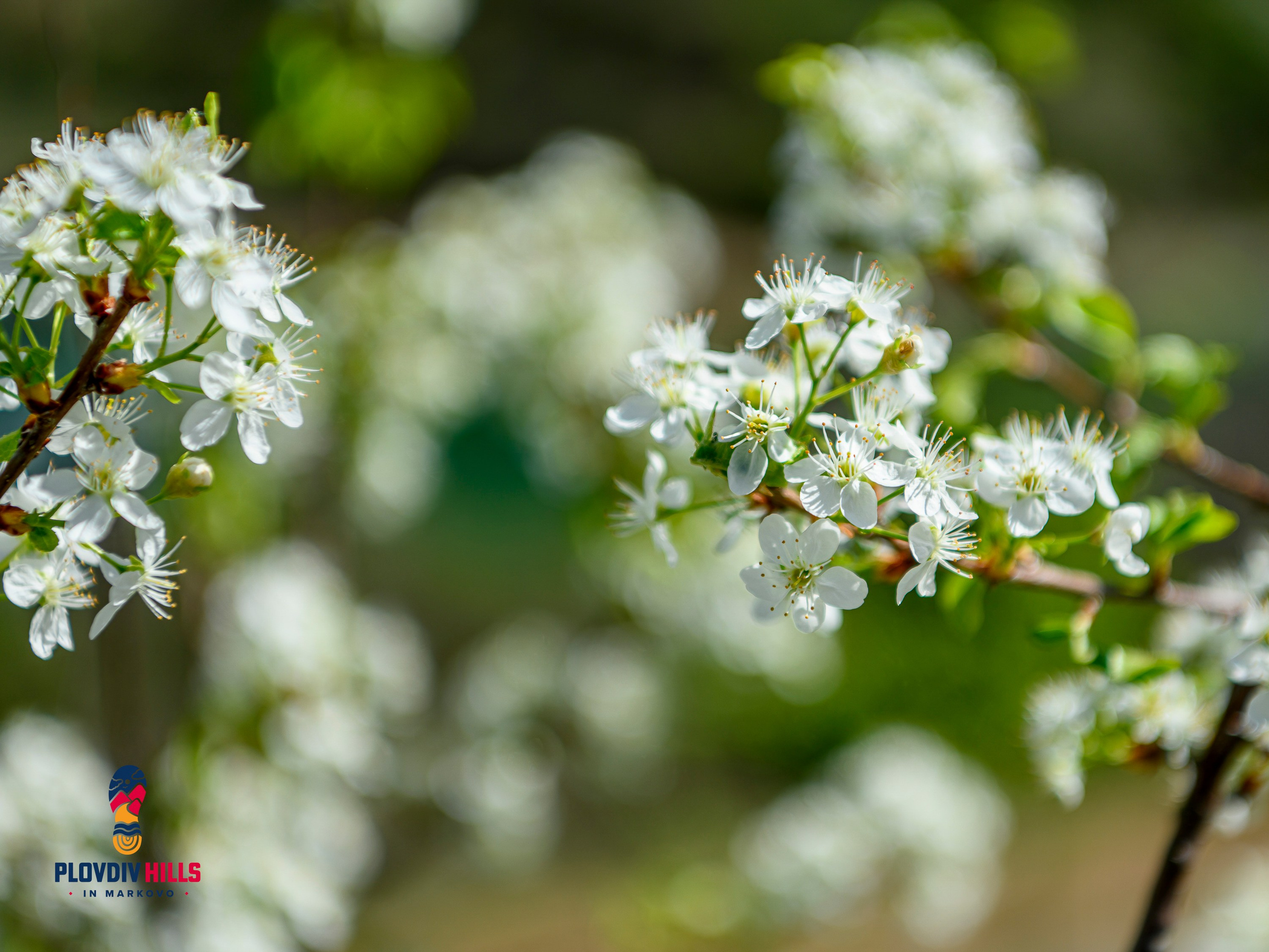Снимки 2024-KrisoK Photography. «Plovdiv Hills in MARKOVO» е състезание по планинско бягане