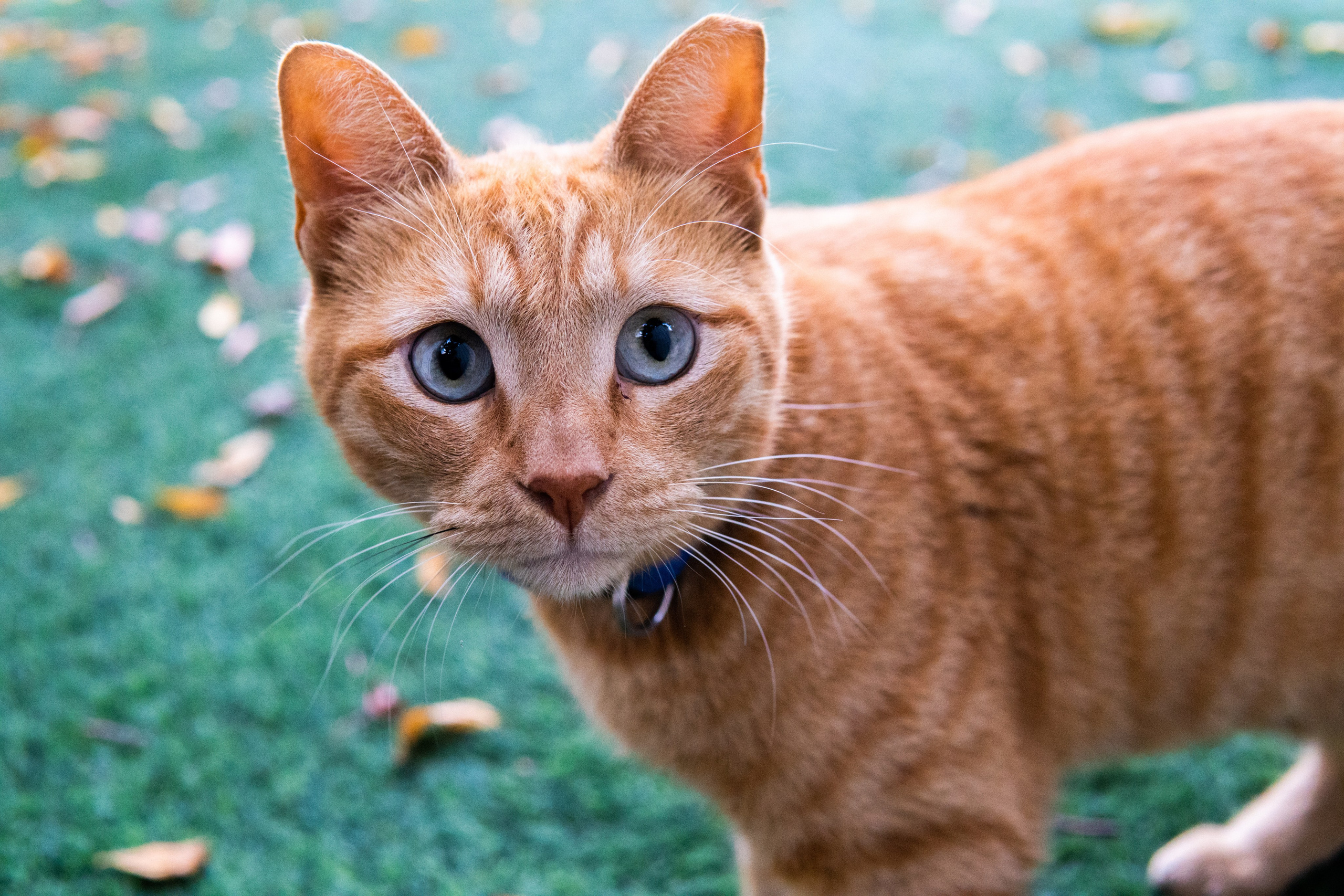 Random cat's. Главное меню