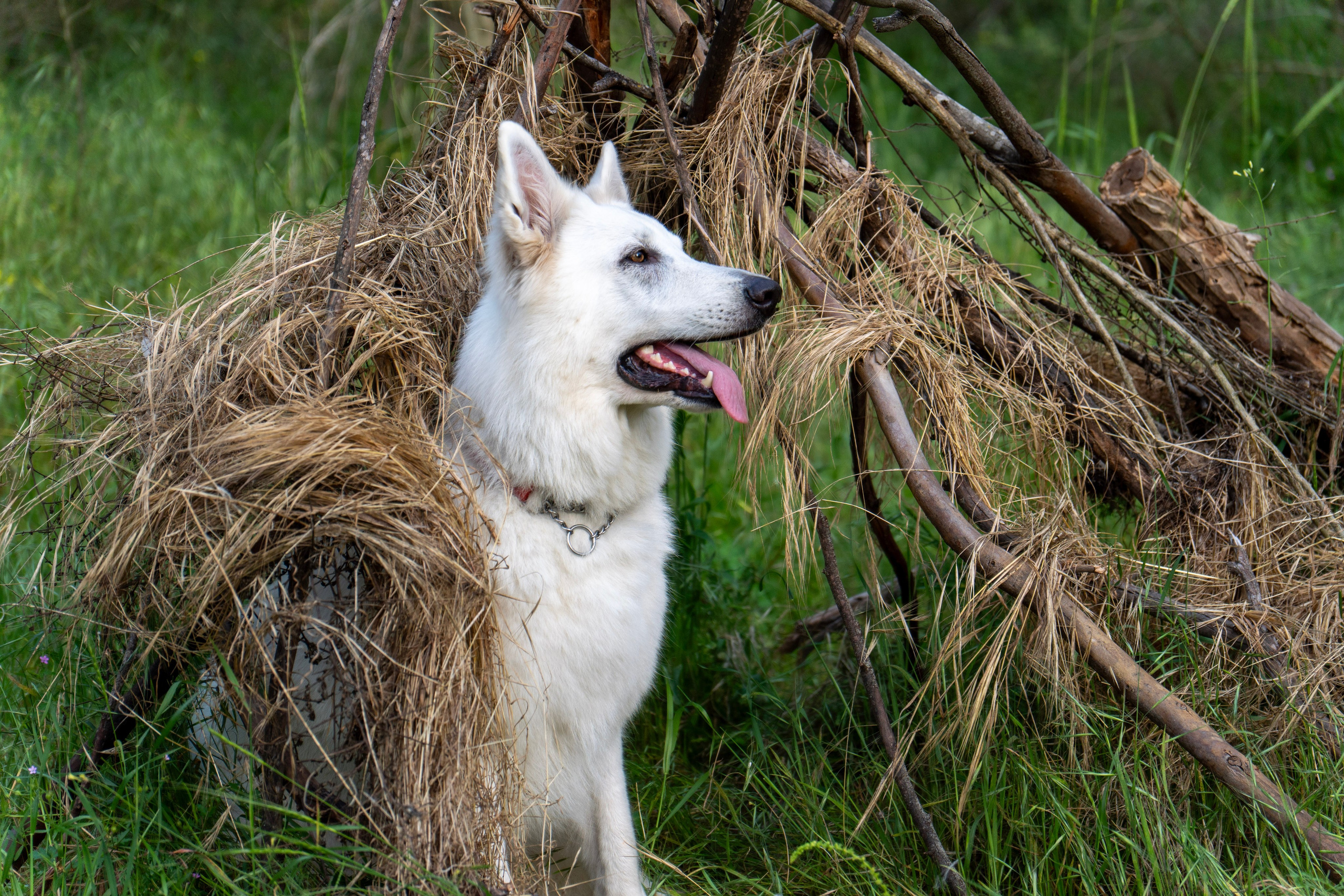 Шельга и Шегги. Главное меню