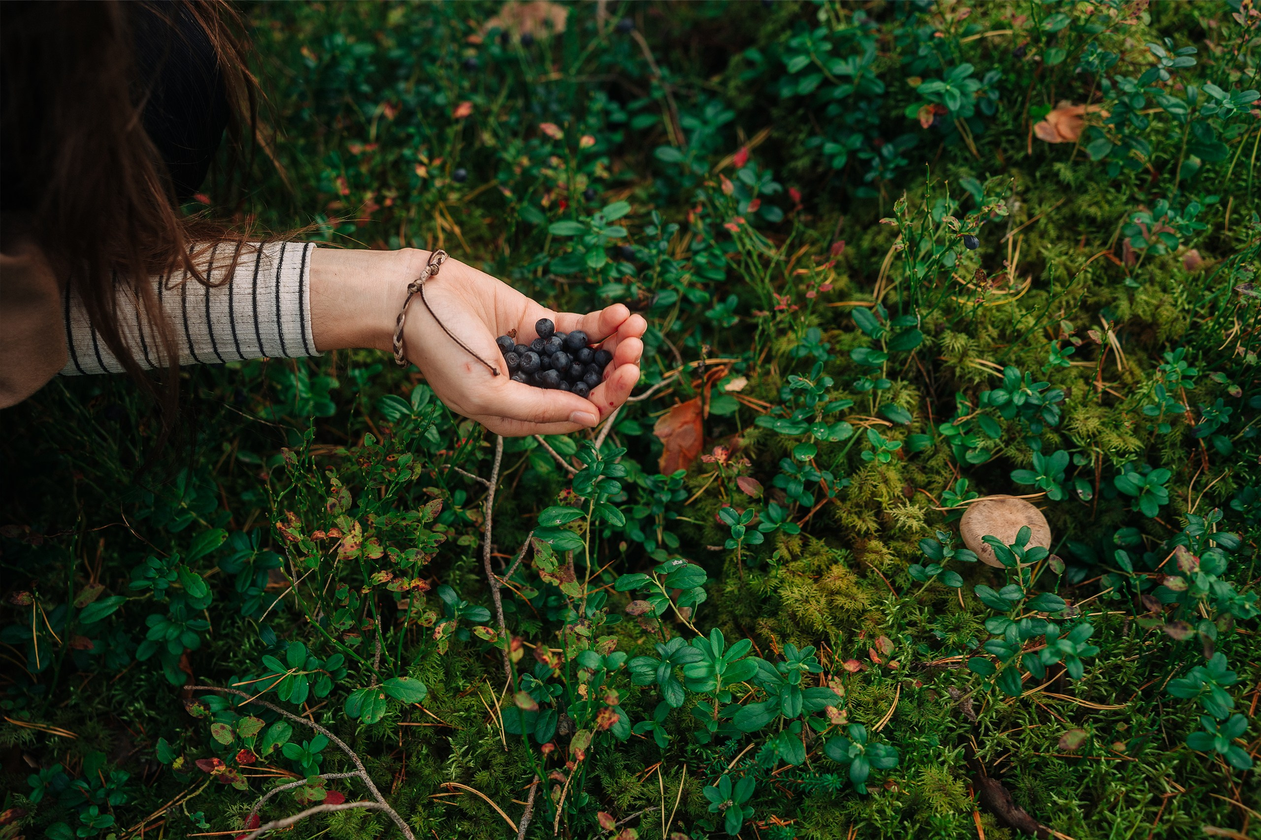 Forest Picnic. Couple and Family Photographer in Tallinn, Sasha Kaloshin