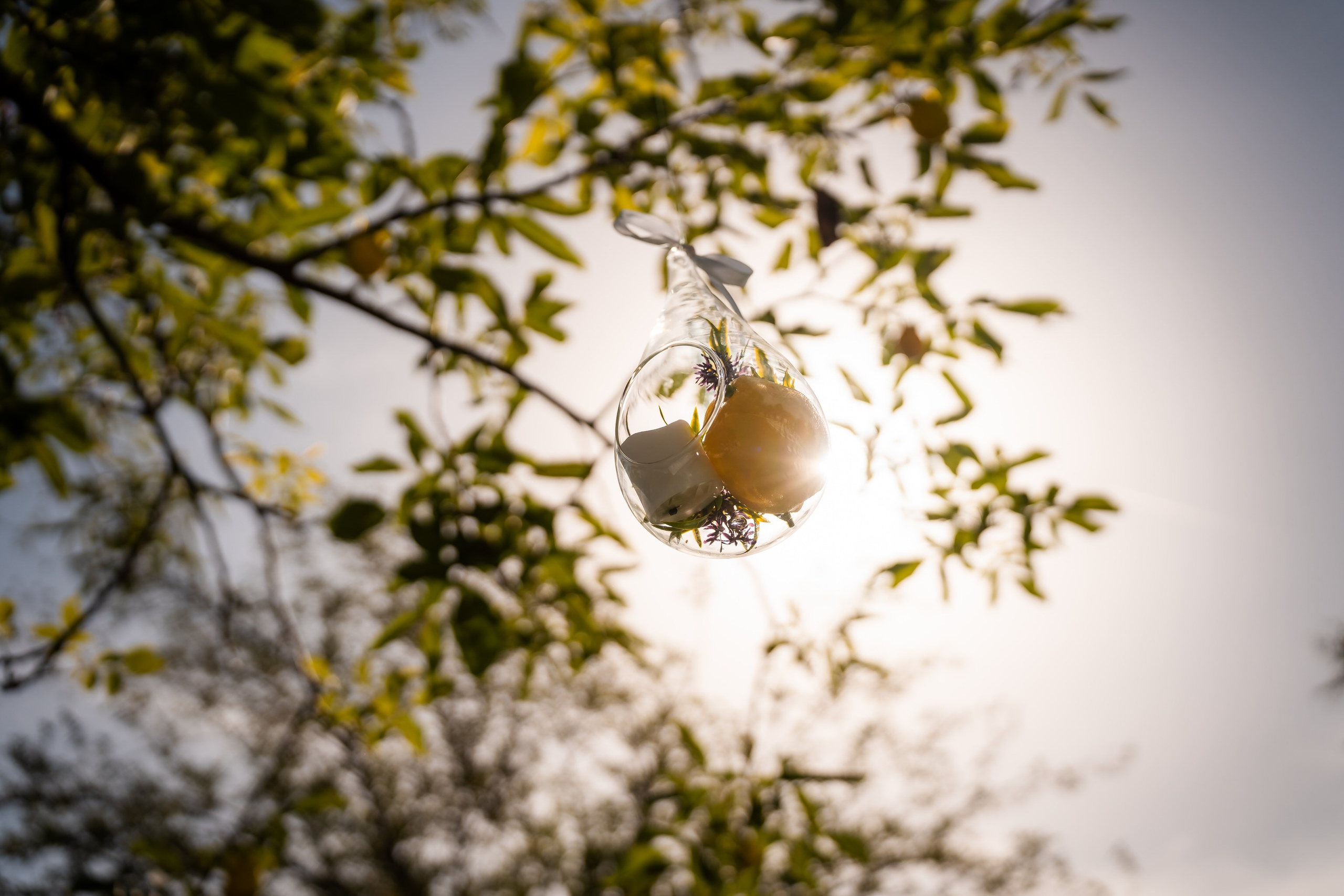 Cununie Sasha & Antonia