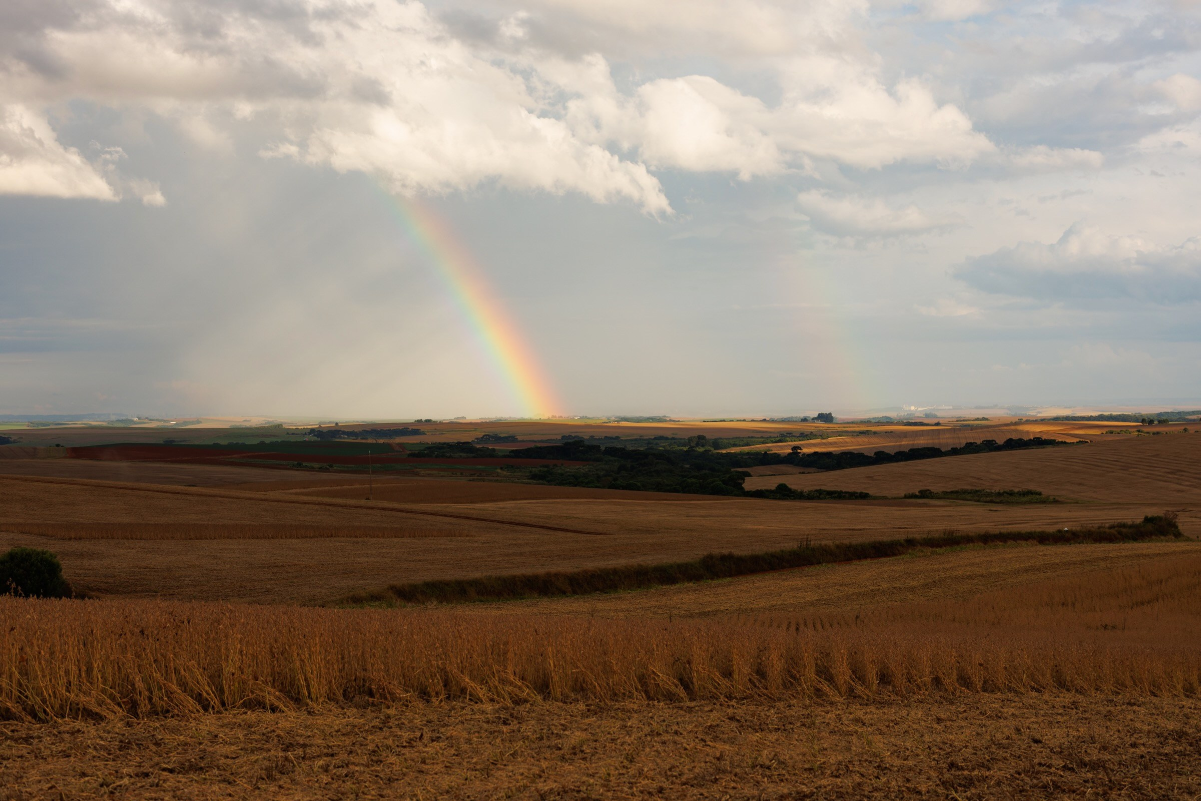 Couple Sessions. Wedding Photographer in Brazil | Based in Paraná, available across Brazil and worldwide