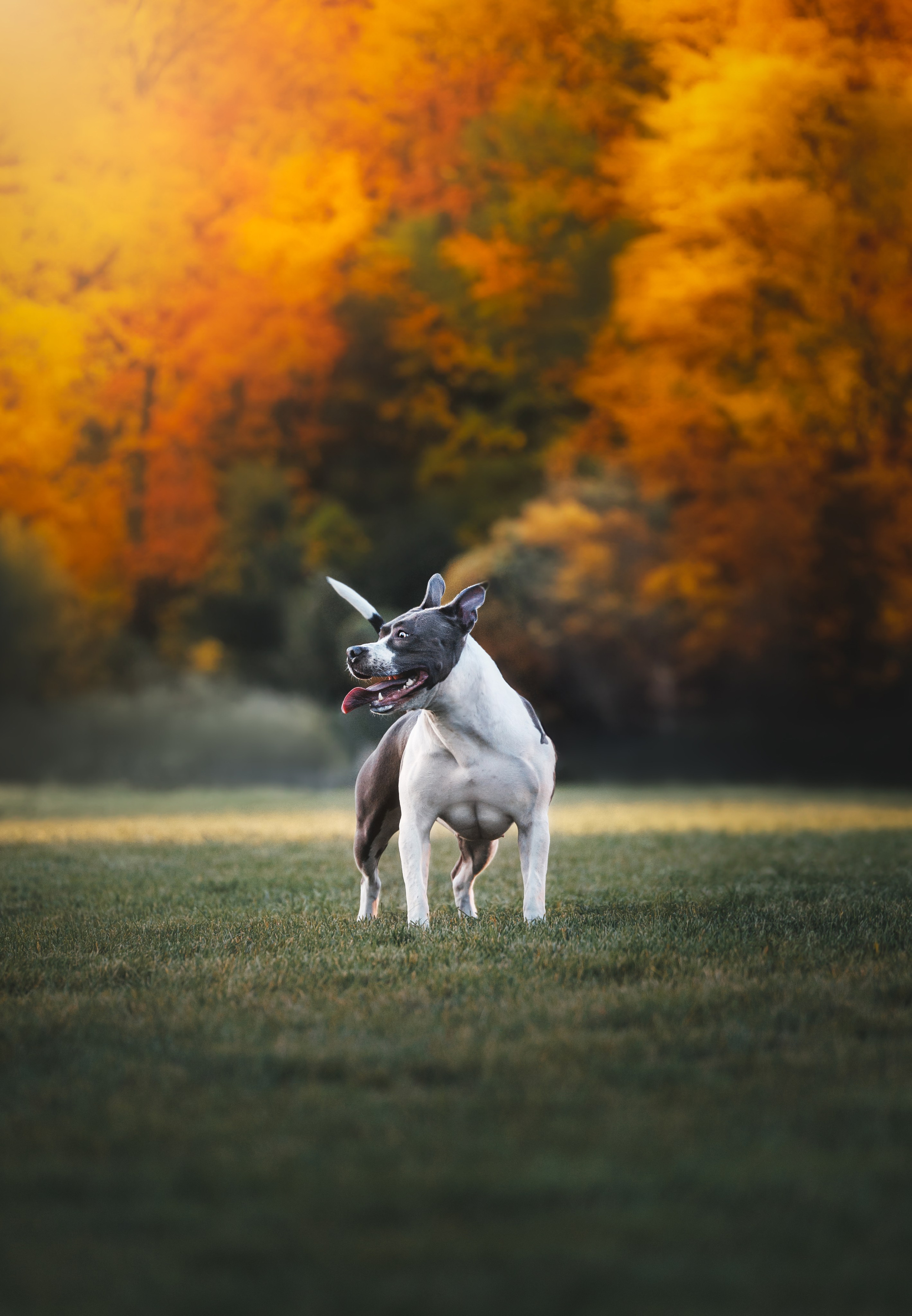 Pet Photographer Viktoriya Aleshenko