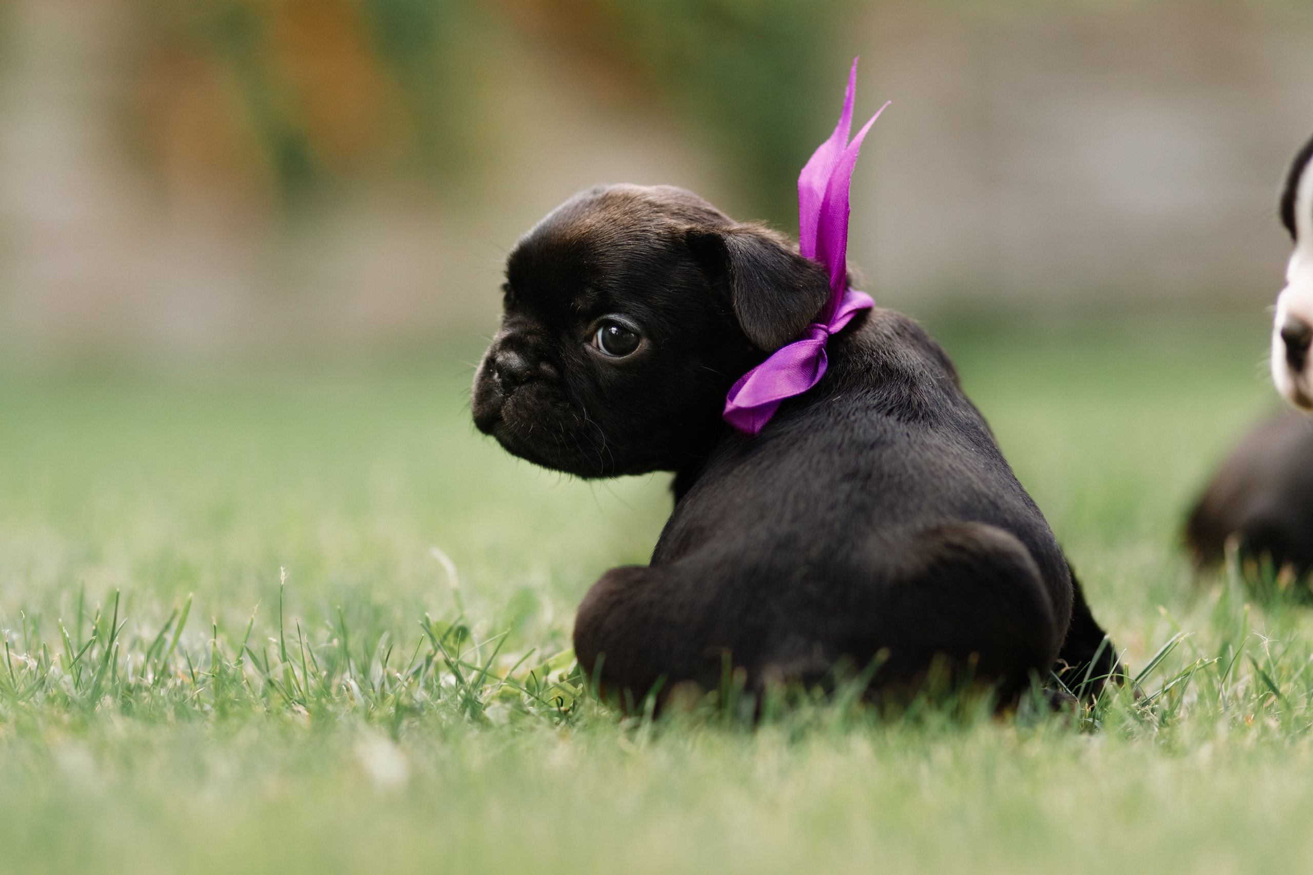 French bulldog puppies. Kaja | fotograf we Wrocławiu | ludzie i psy