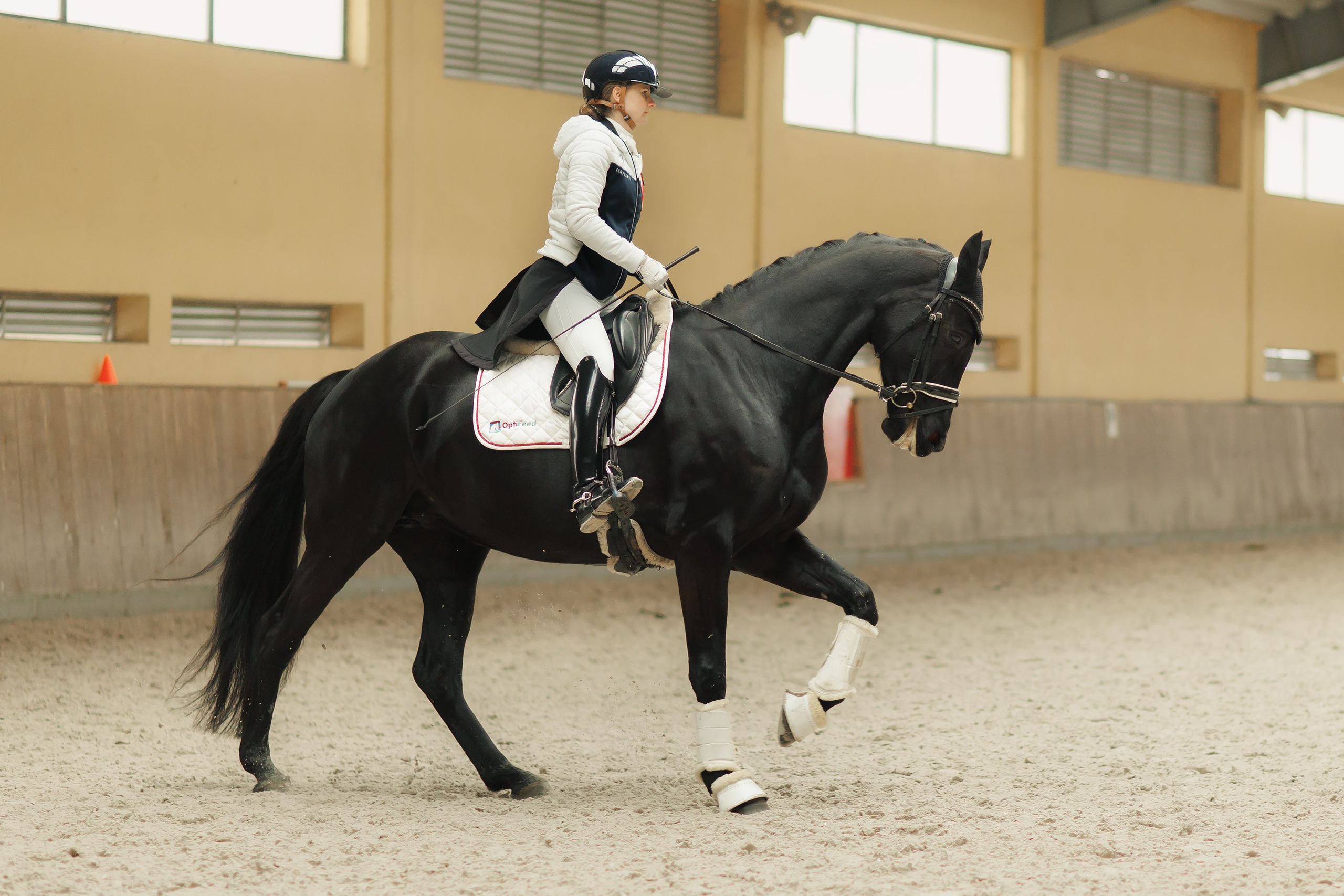 Fotografia koni Wrocław \ ujeżdżenie, Partynice. Kaja | fotograf we Wrocławiu | ludzie i psy