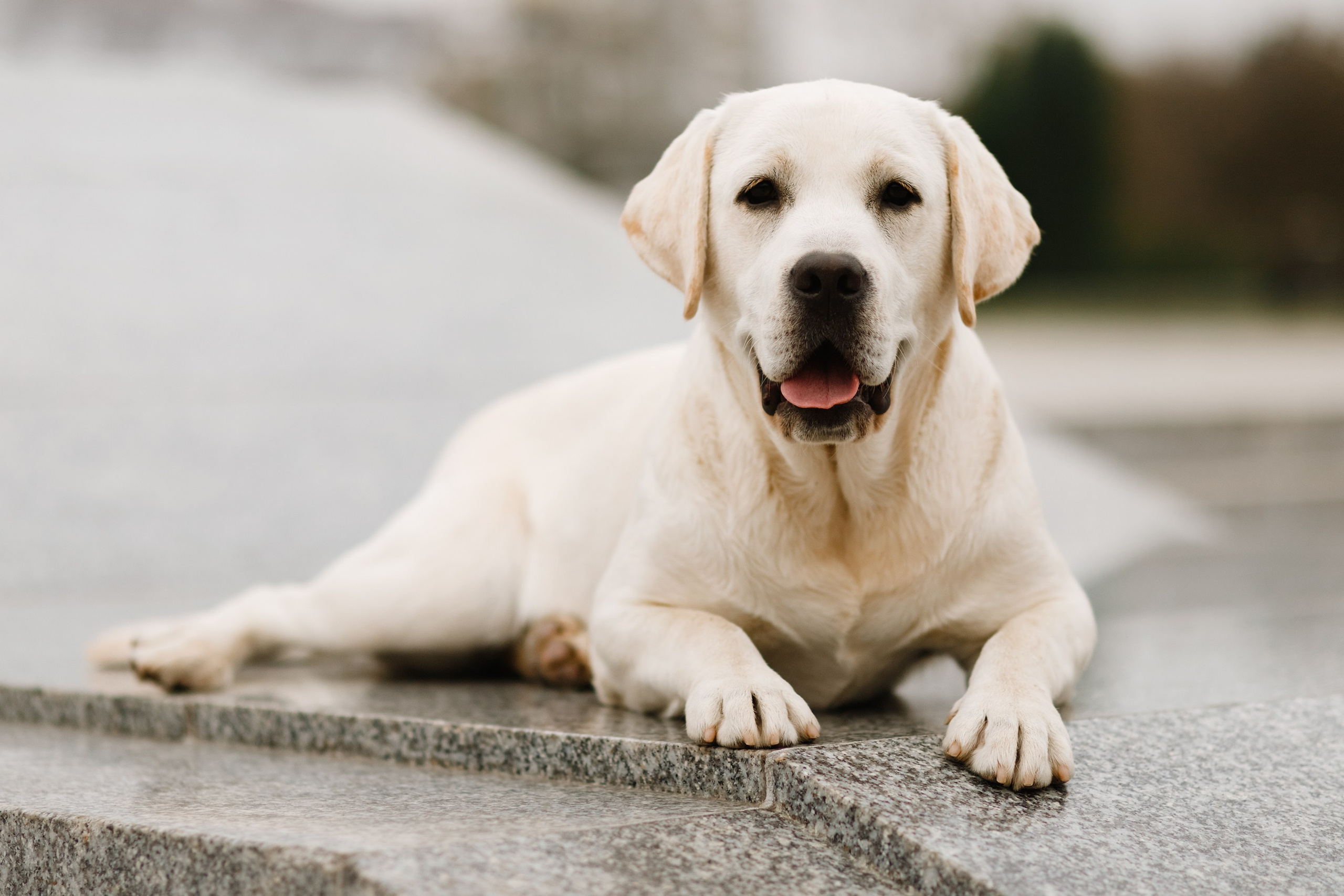 Tatiana & Tessa. Kaja | fotograf we Wrocławiu | ludzie i psy