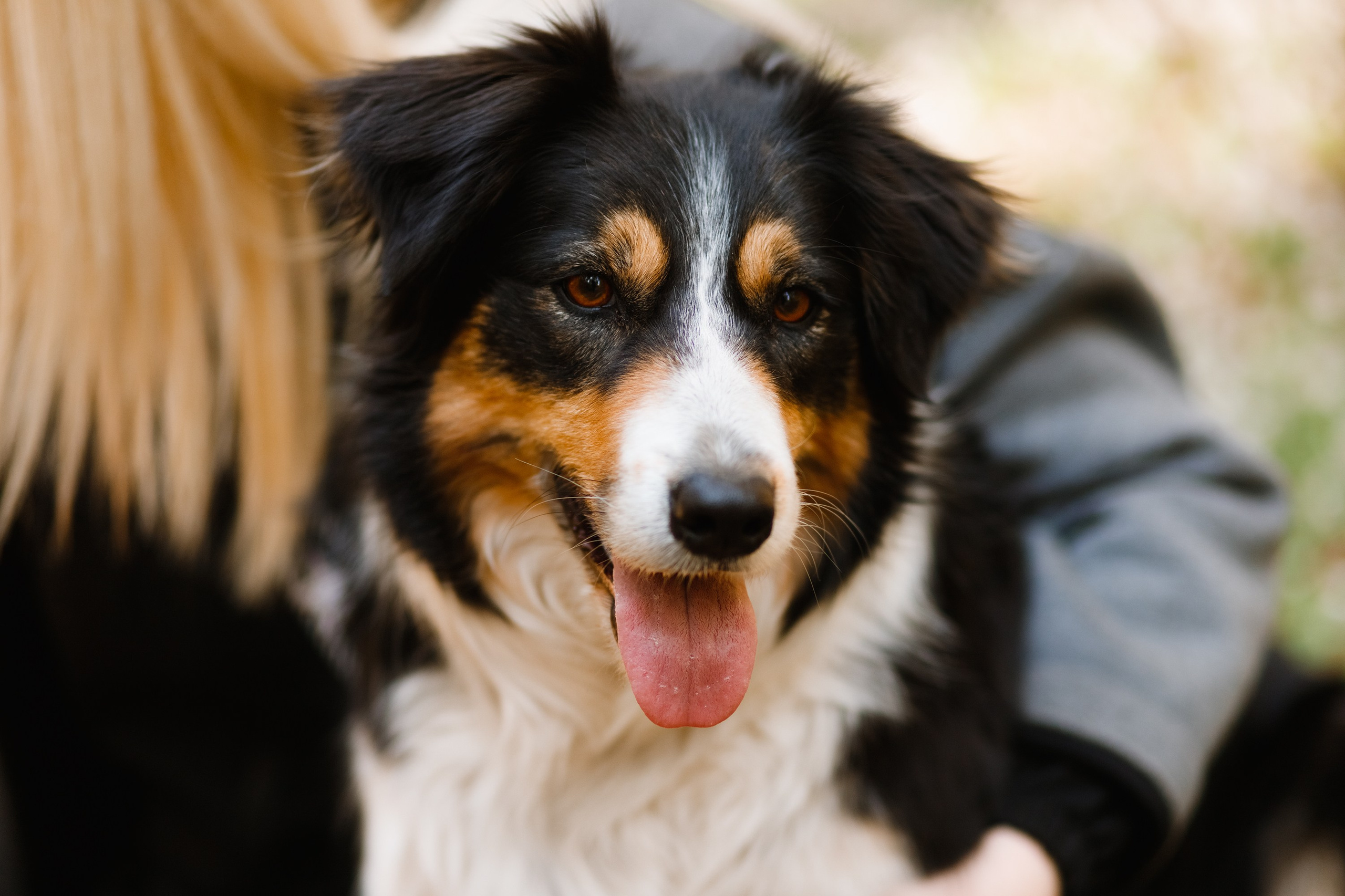 Dog trainer blog content. Kaja | fotograf we Wrocławiu | ludzie i psy