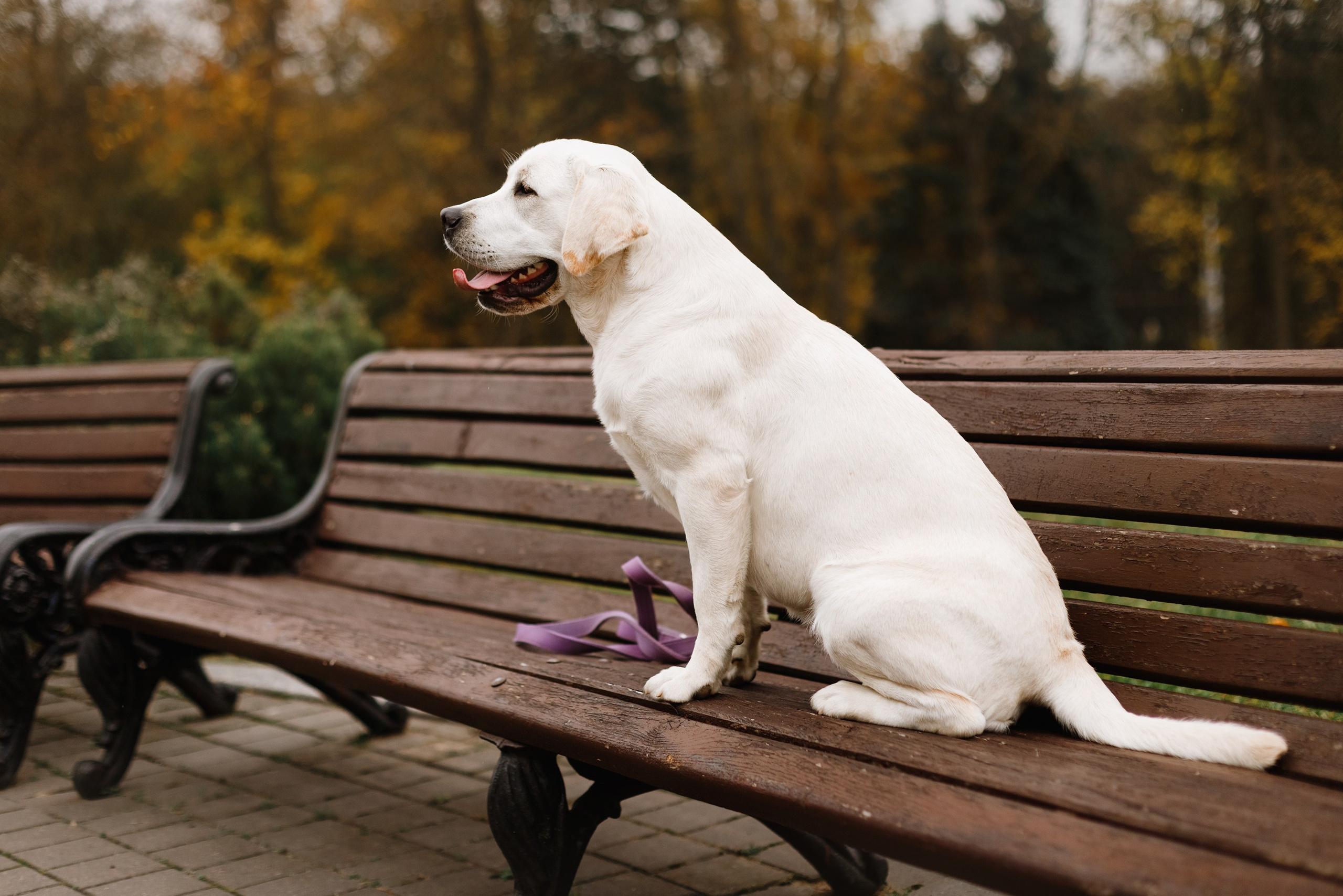Tatiana & Tessa. Kaja | fotograf we Wrocławiu | ludzie i psy