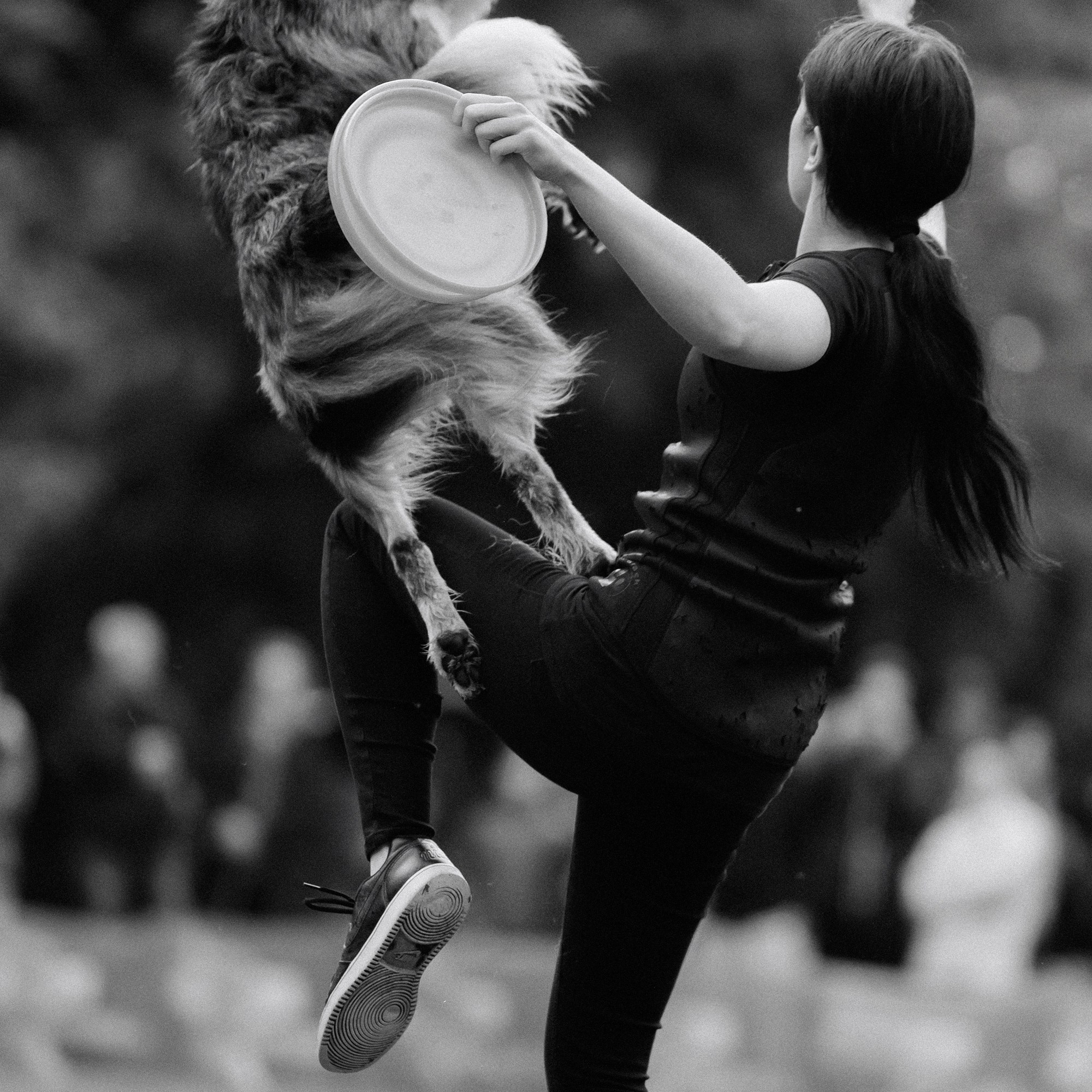 Latające psy, Wrocław'25. Kaja | fotograf psów we Wrocławiu