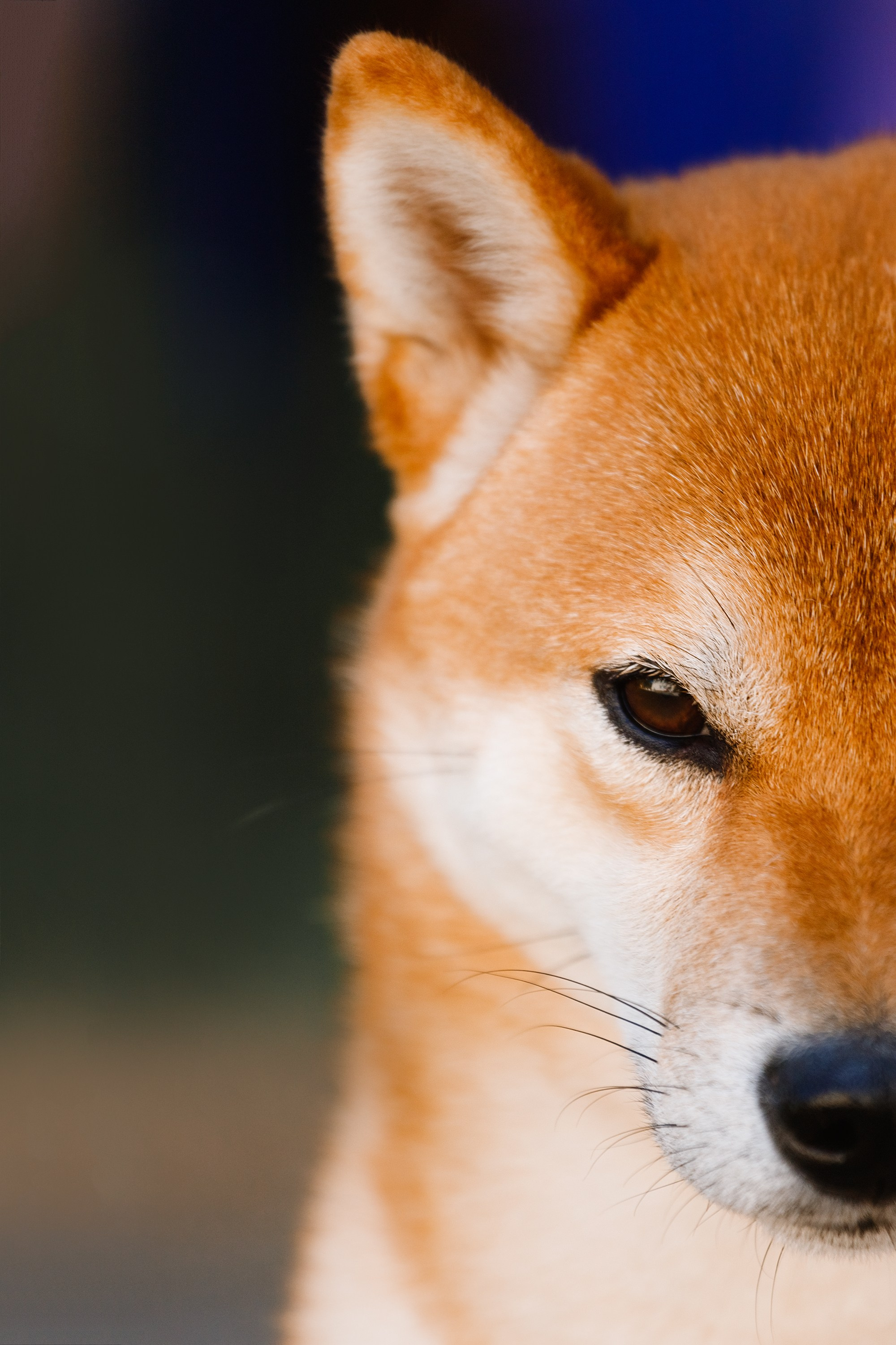 «Argus» dog show in Brest. Kaja | fotograf we Wrocławiu | ludzie i psy