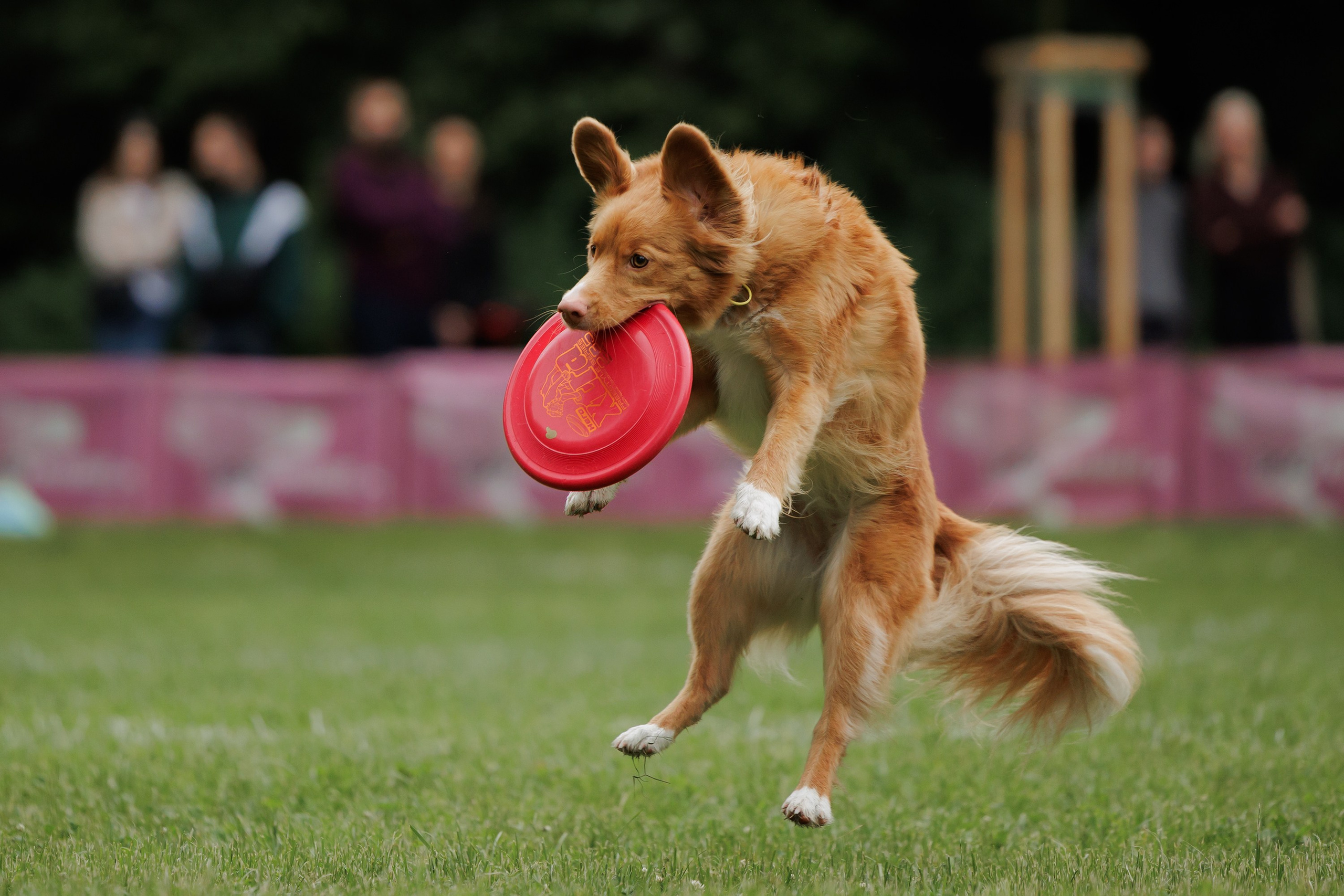 Latające psy, Wrocław'25. Kaja | fotograf psów we Wrocławiu