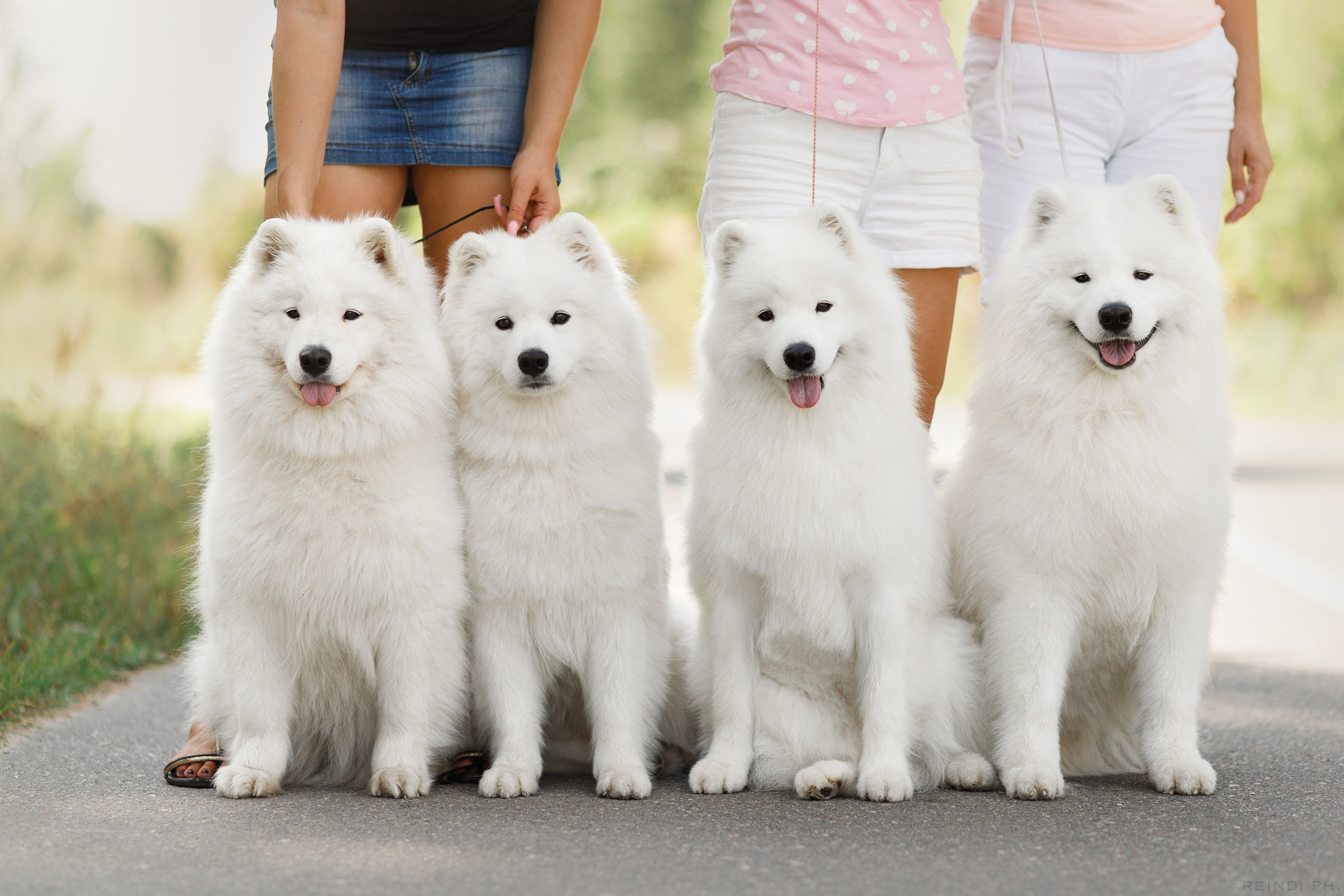 Dog shows | the best ones. Kaja | fotograf psów we Wrocławiu