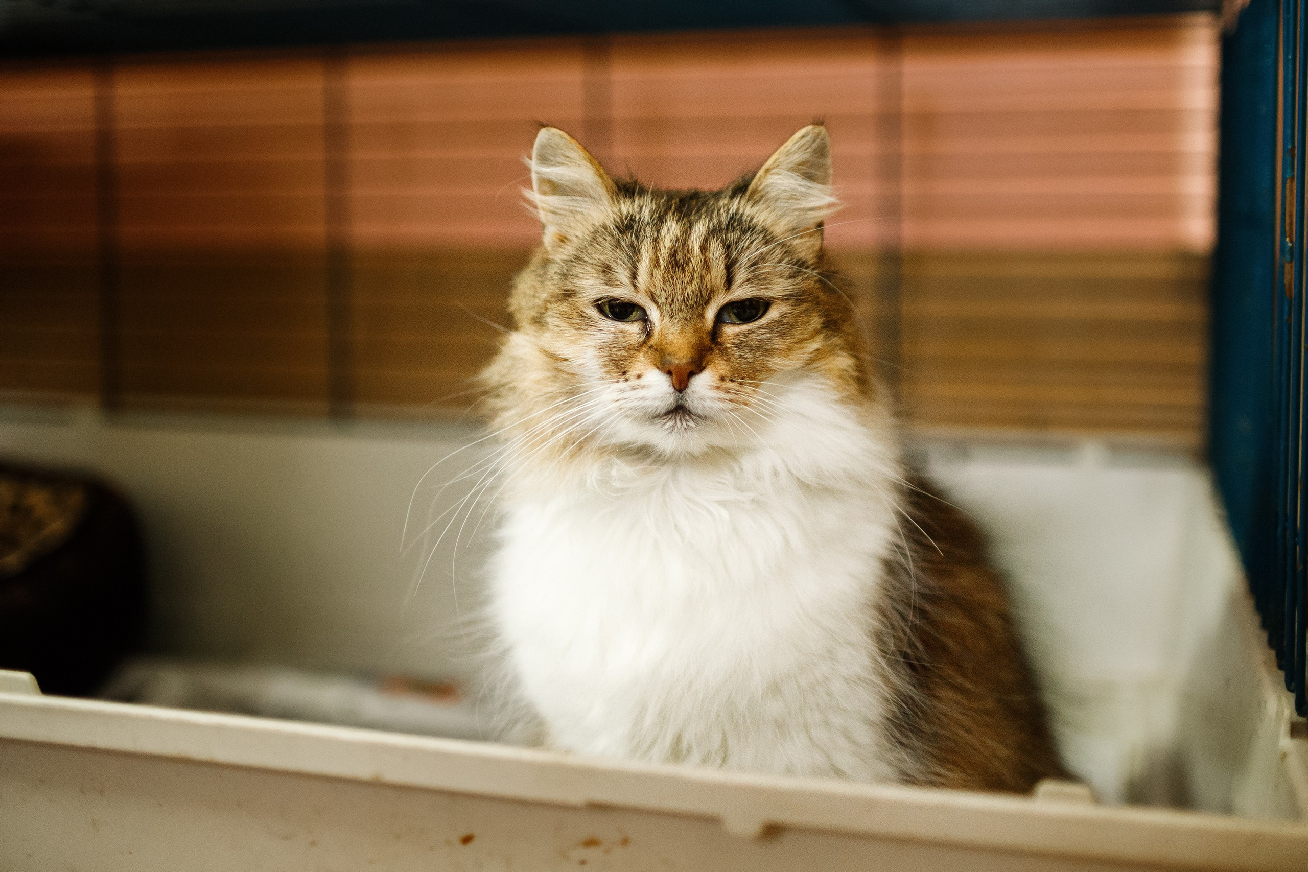 Shelter's cats for adoption. Kaja | fotograf we Wrocławiu | ludzie i psy
