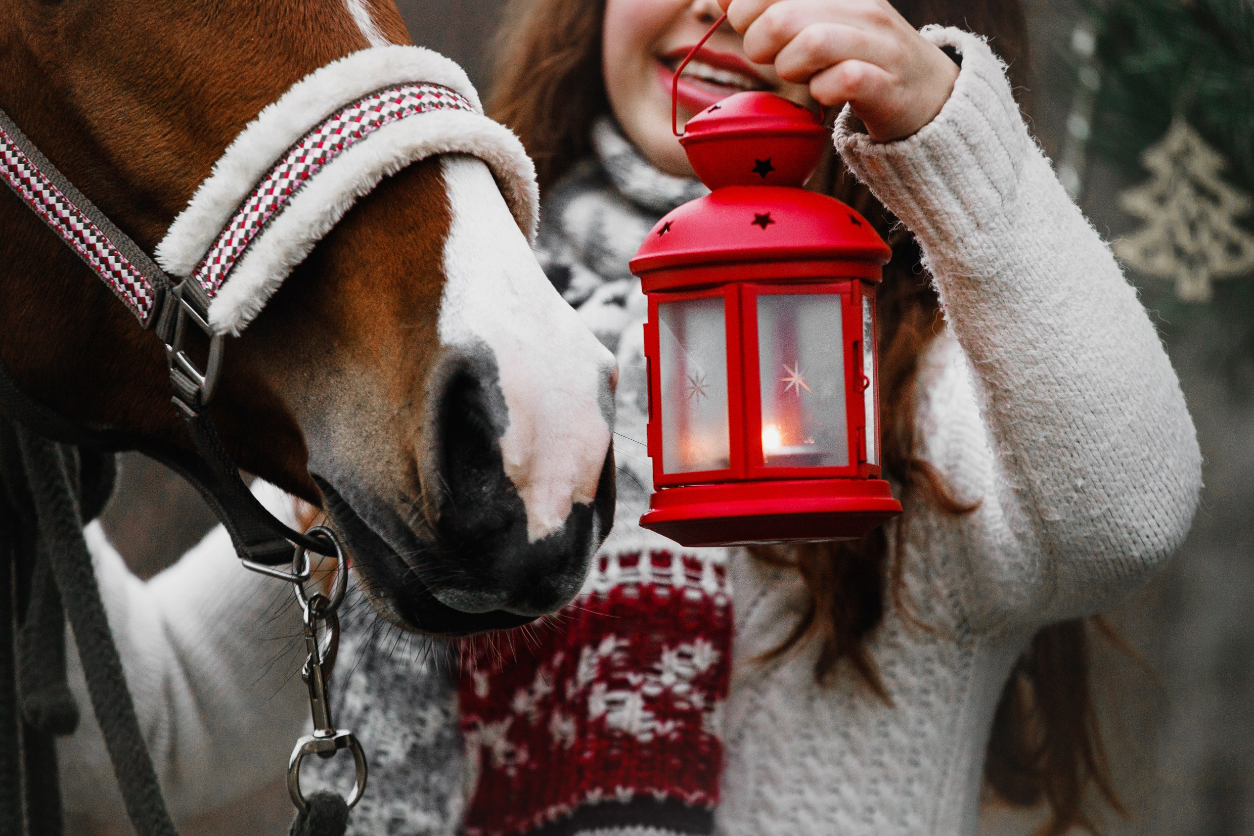 Aibike | winter. Kaja | fotograf psów we Wrocławiu
