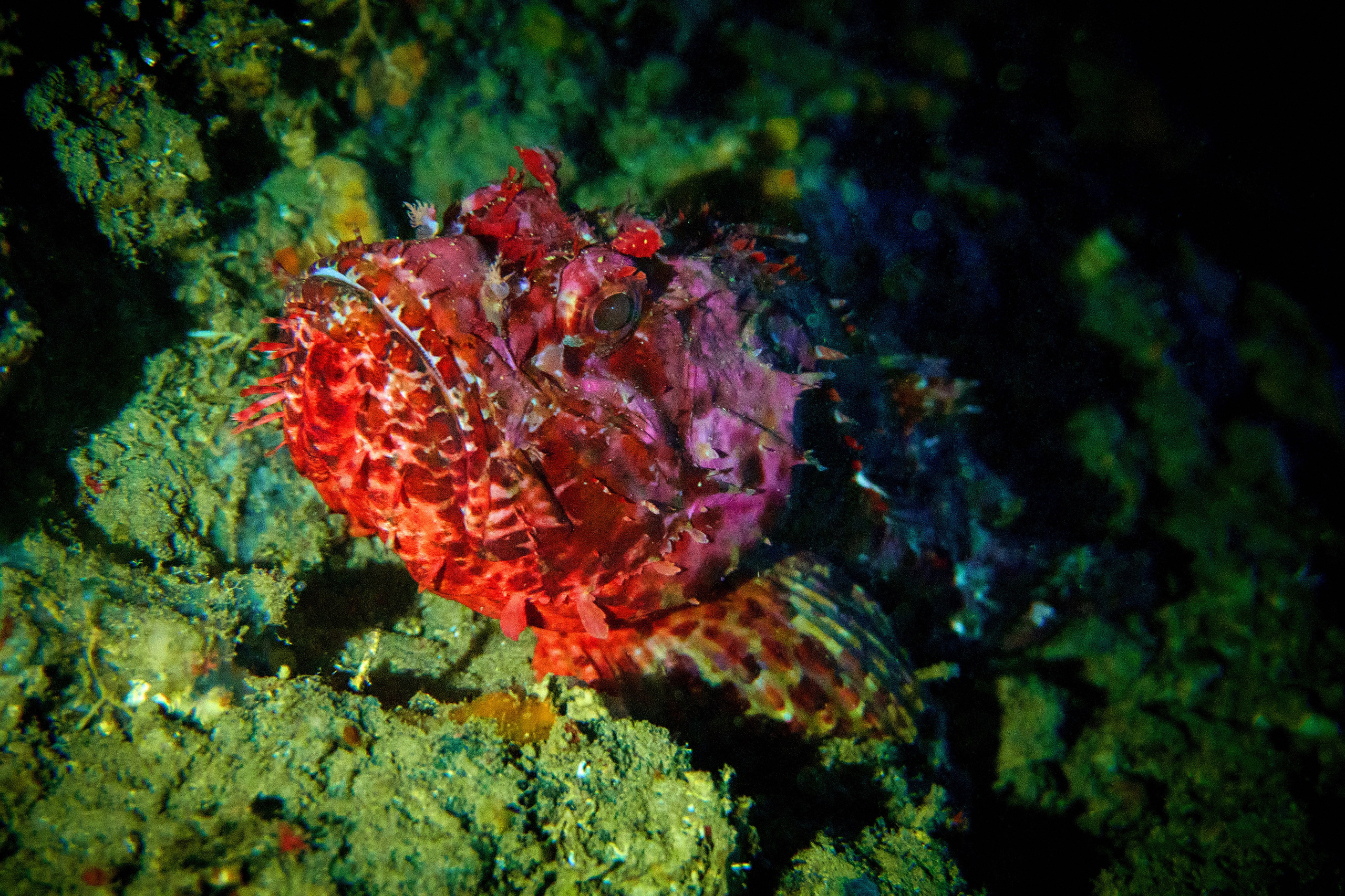 Fotograf podwodny Andriej Szypiłow. Андрей Шипилов — Фотография & Видеография