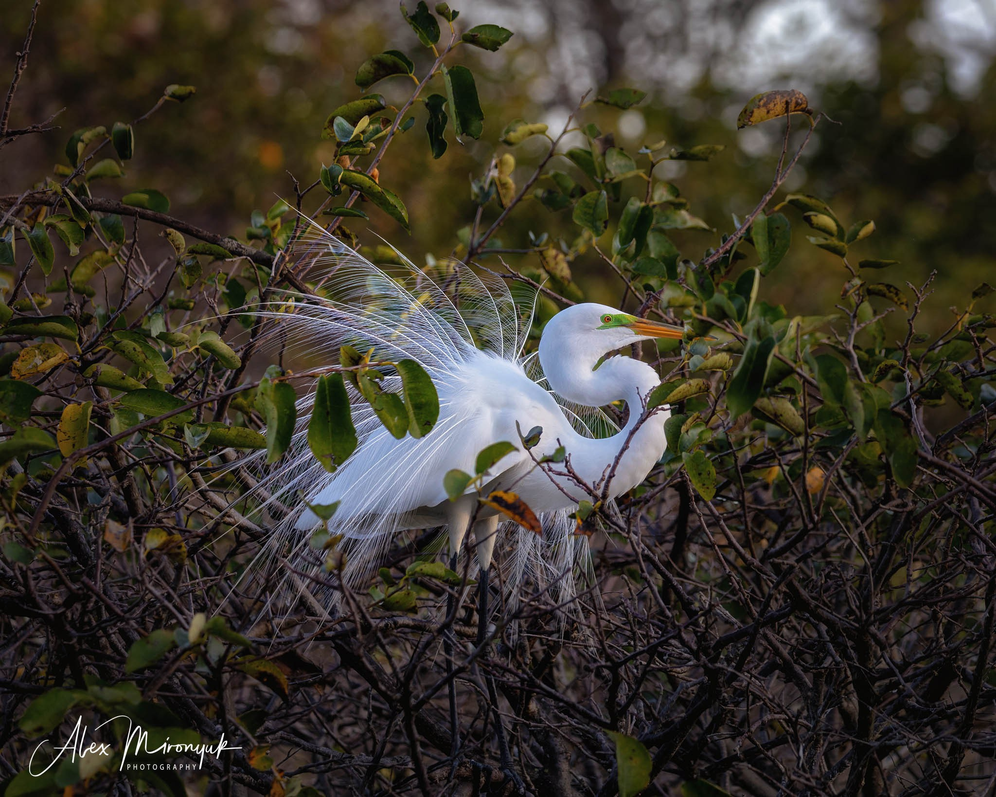 Exploring True Florida: Springs, Rivers & Manatees by Canoe. Pet, Senior, Landscape, portrait studio, photographer in Miami and Sou