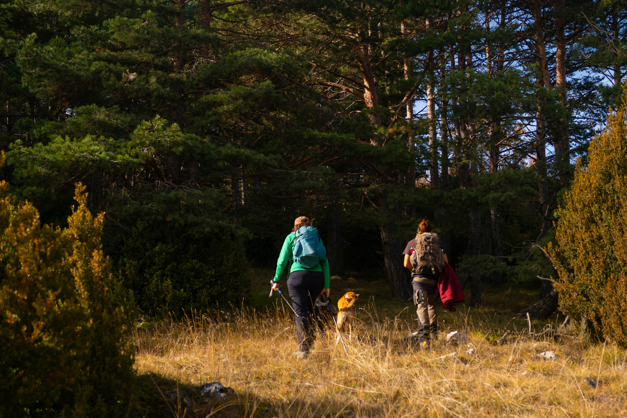 Ruta Otoño. Alba del Norte Studio
