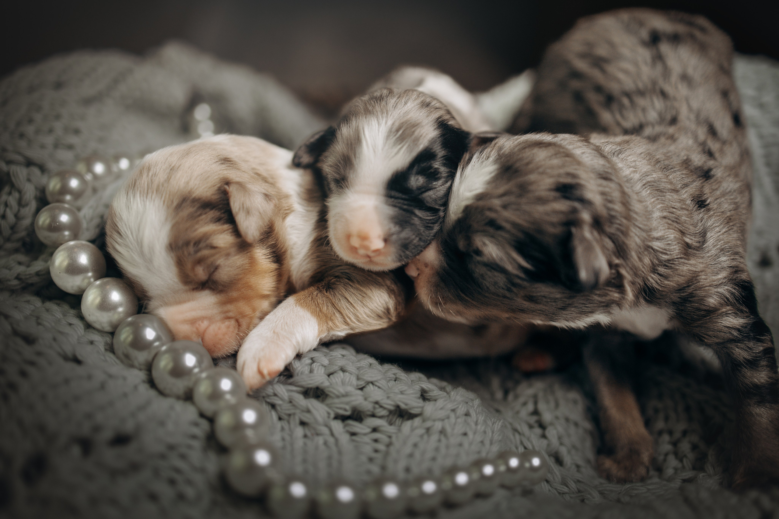 Tiny Aussies. Pet Photographer Viktoriya Aleshenko