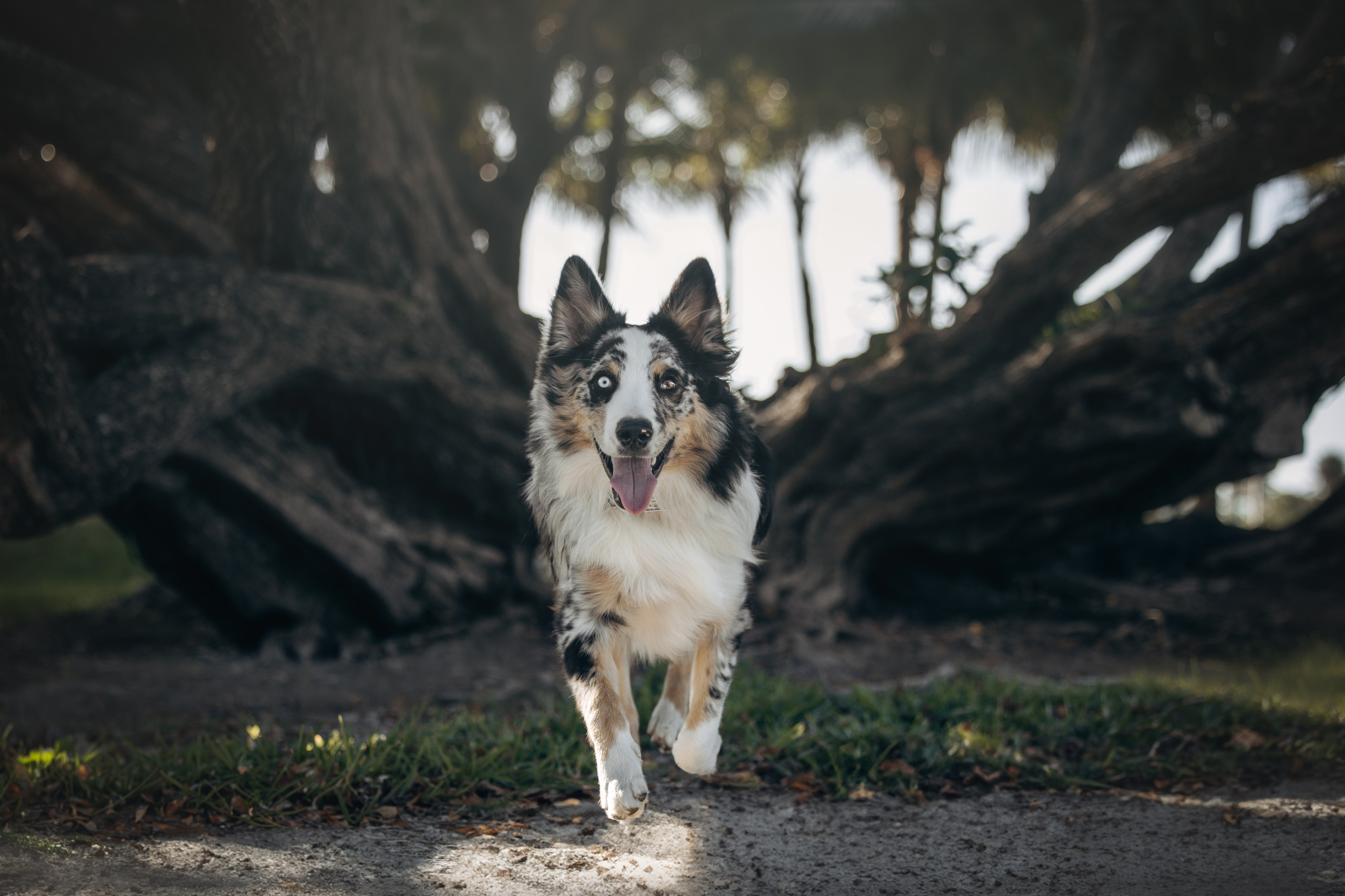 Gru, Marta & Vladimir. Pet Photographer Viktoriya Aleshenko